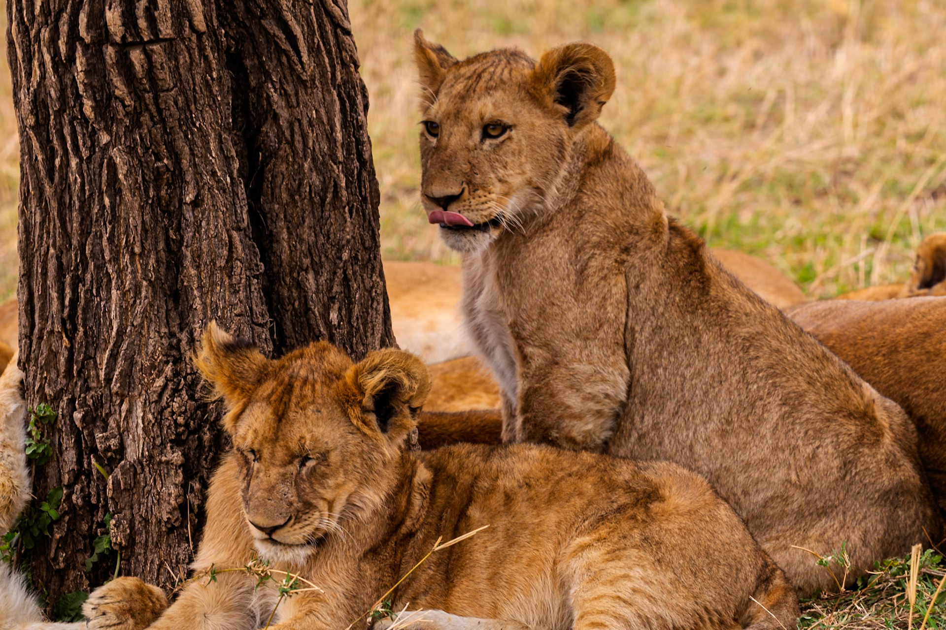 Lion cubs rest by a tree in Serengeti National Park, Tanzania. They are likely resting to conserve energy for future hunts.