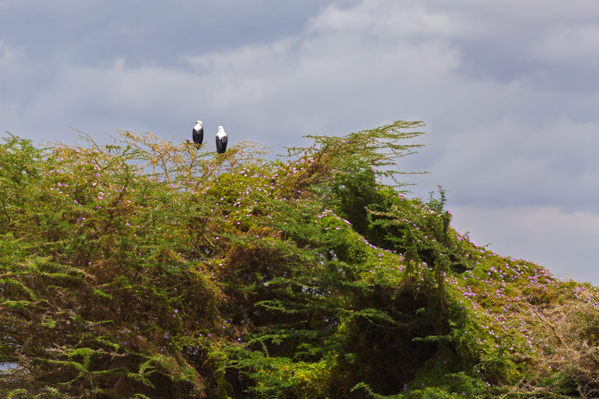 Two African fish eagles perch atop a tree in Kenya's Amboseli National Park, surveying their territory.