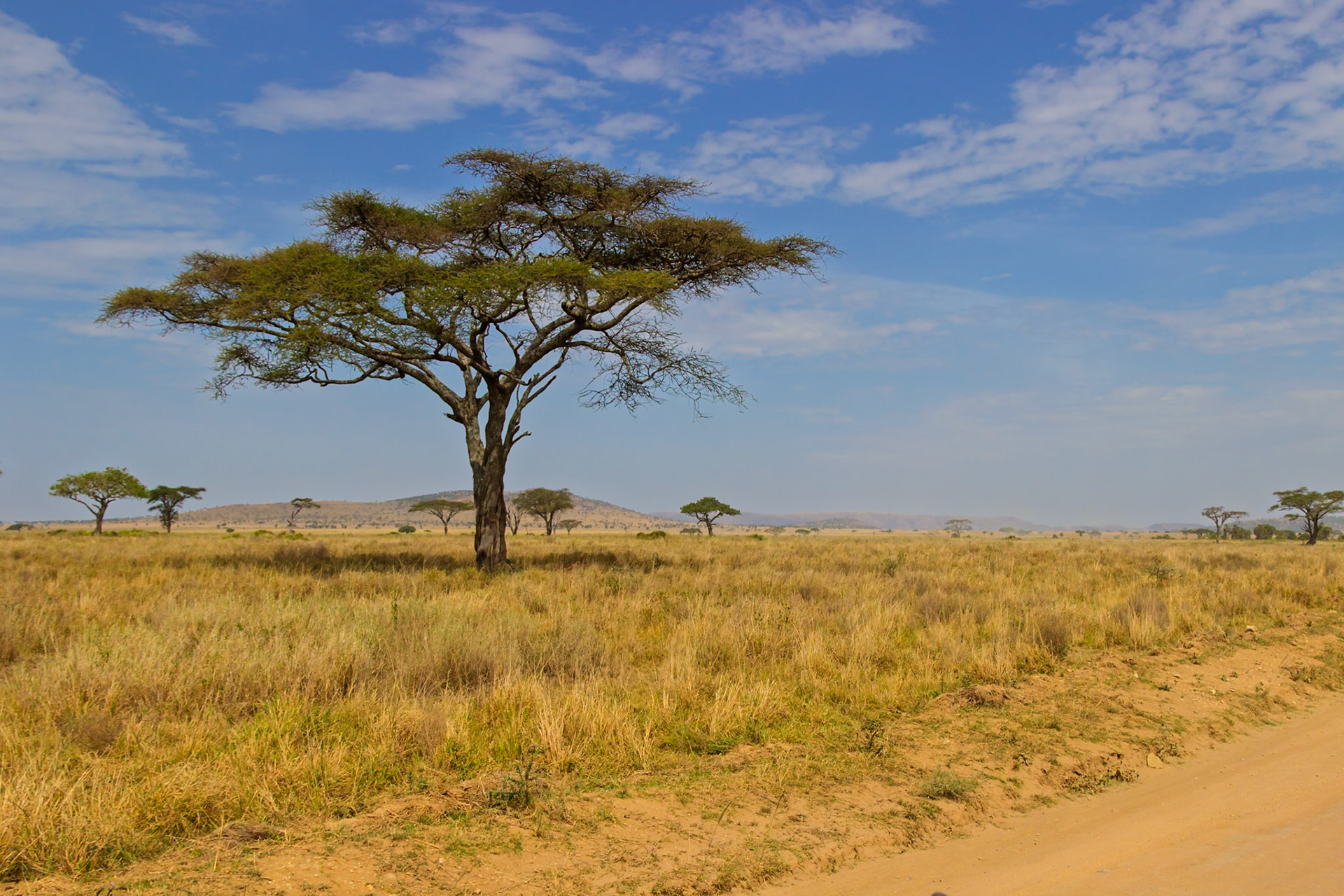 A lone acacia tree stands tall in Serengeti National Park, Tanzania, providing shade and a focal point in the vast savanna.