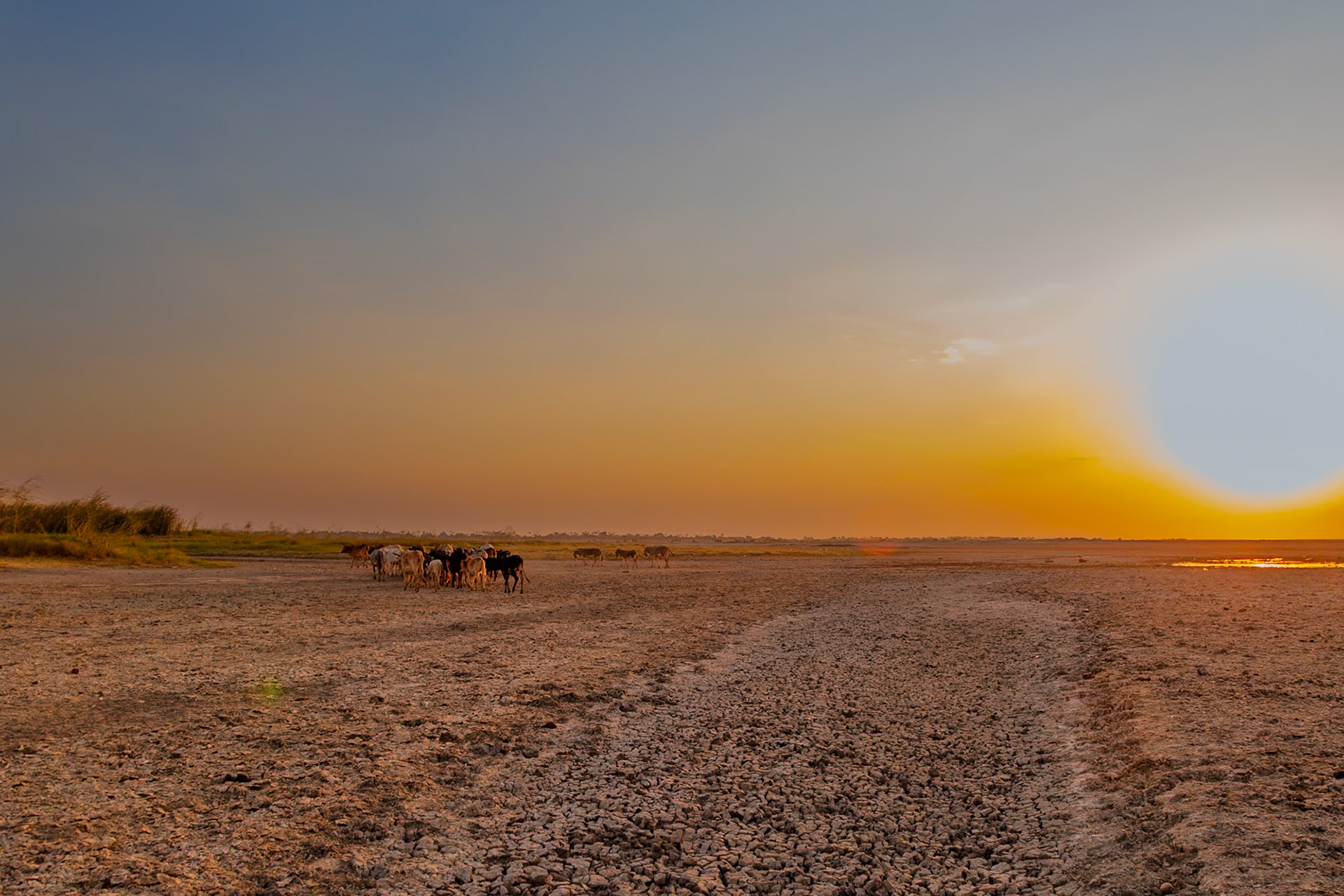 Lake Eyasi, Tanzania - September 27th 2025: Cattle graze on the dry lakebed at sunset, a common sight in this arid region.