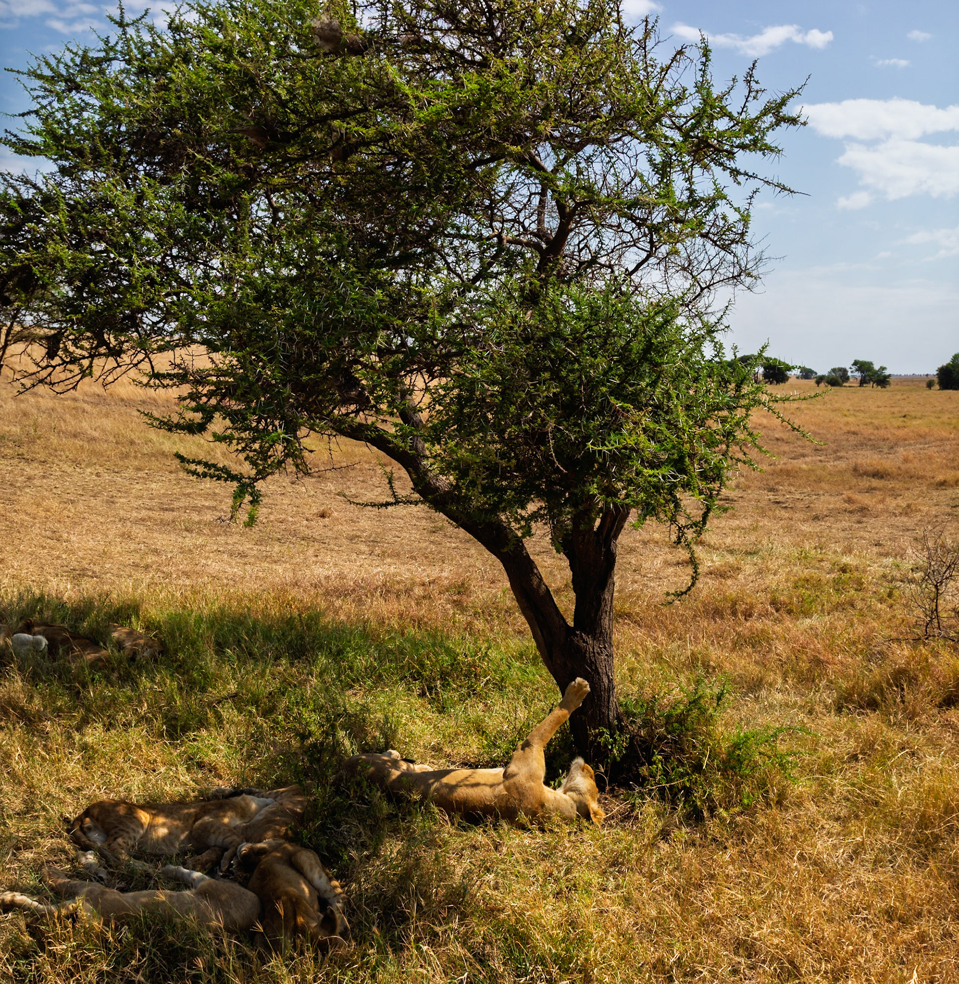 A pride of lions rests in the shade of a tree in Tanzania's Serengeti National Park, seeking respite from the heat.