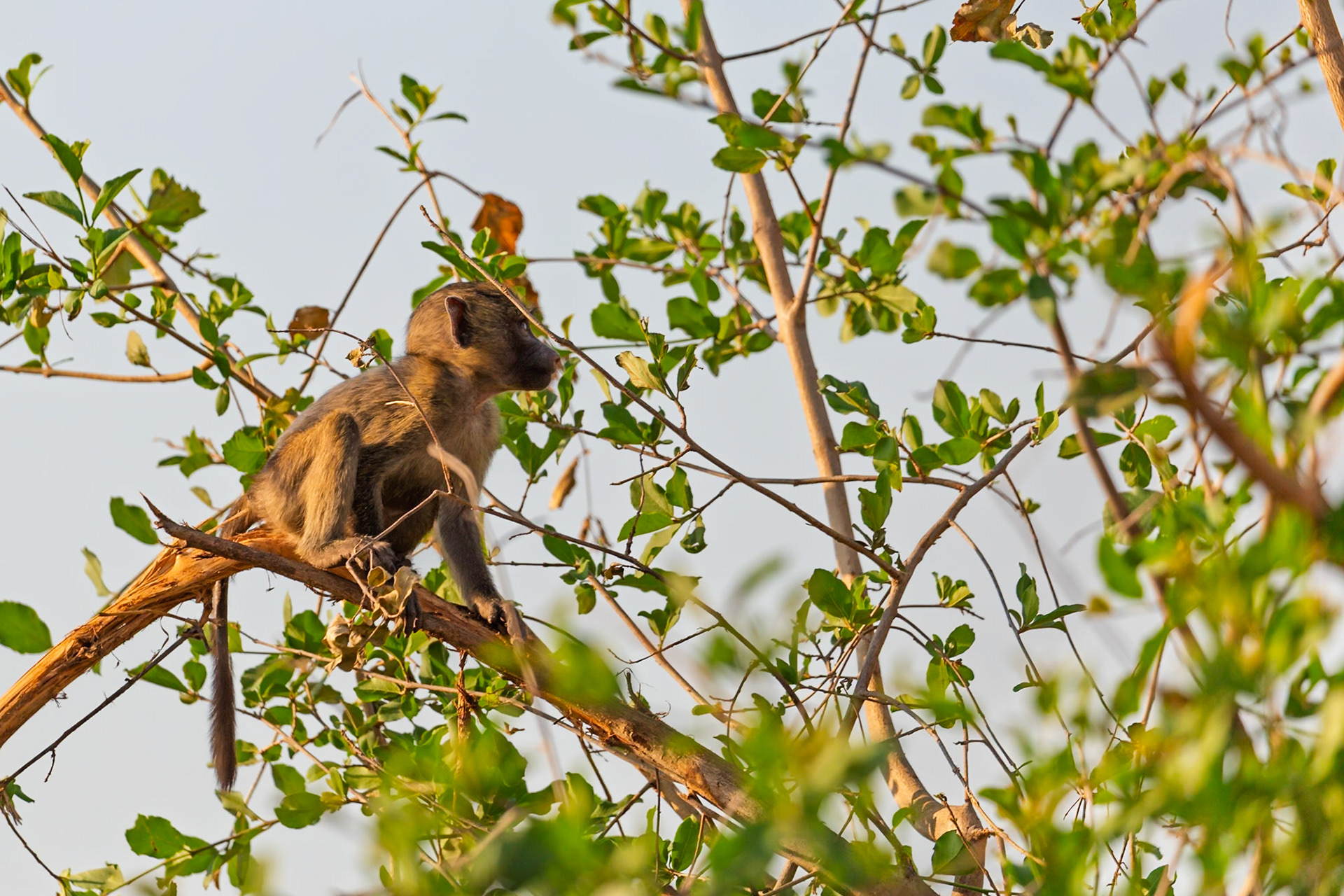 A baboon sits in a tree in Tarangire National Park, Tanzania, likely looking for food or keeping watch for predators.