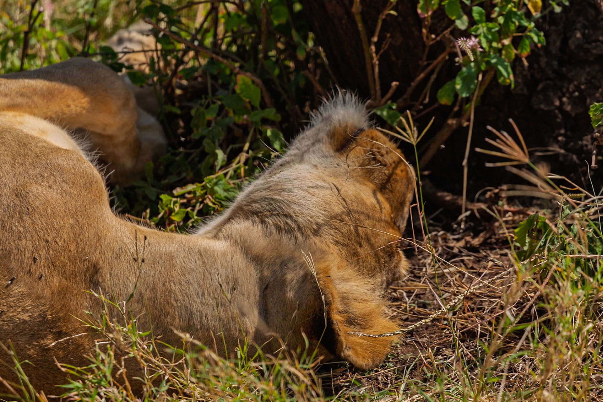 A lion rests in the shade in Serengeti National Park, Tanzania, seeking respite from the heat.