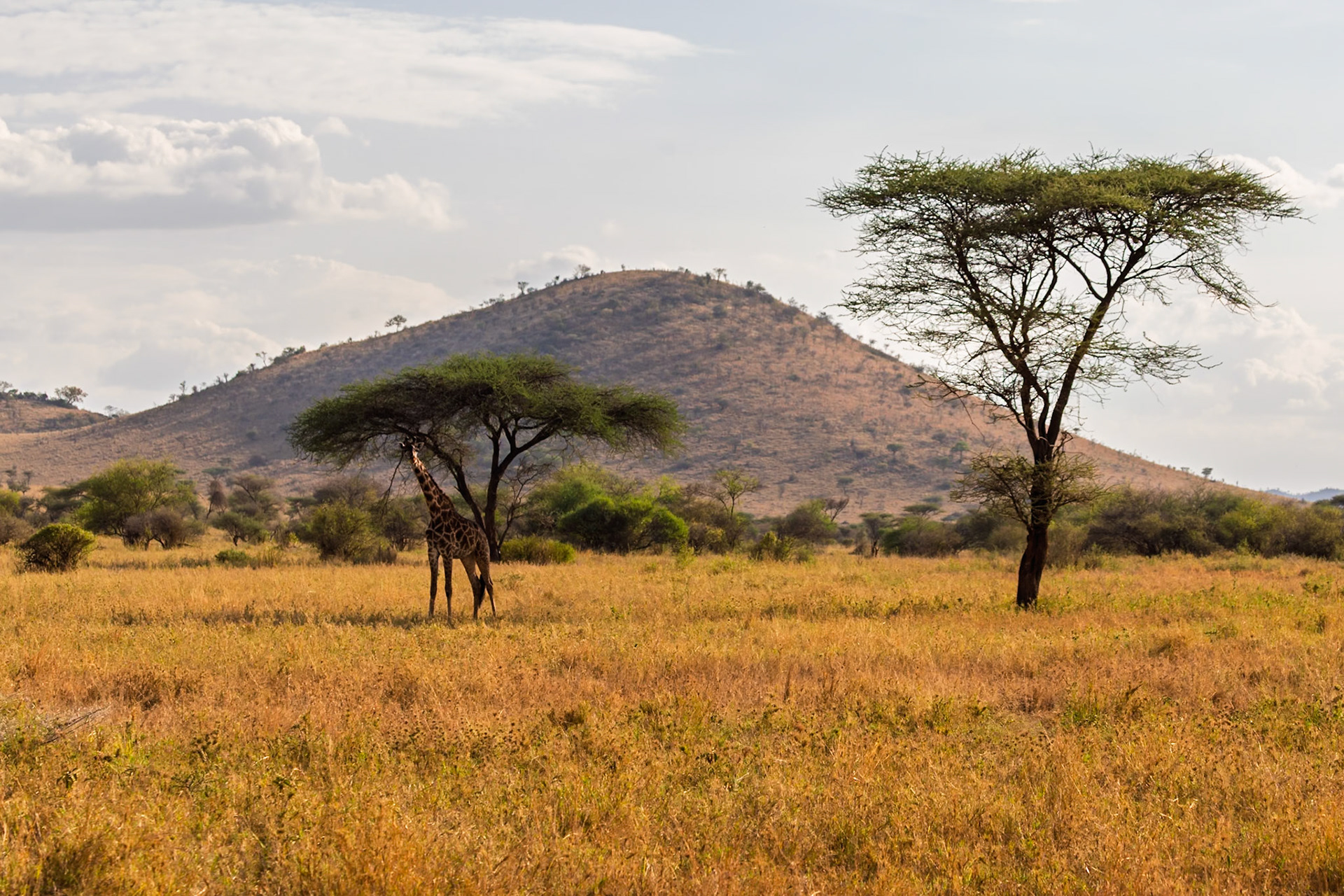 A giraffe eats from a tree in Tanzania's Serengeti National Park. The giraffe is eating to survive in the African savanna.