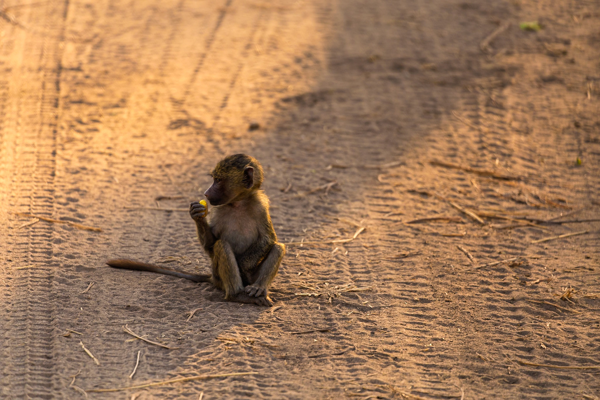 A baby baboon sits on a dirt road in Tarangire National Park, Tanzania, enjoying a snack.