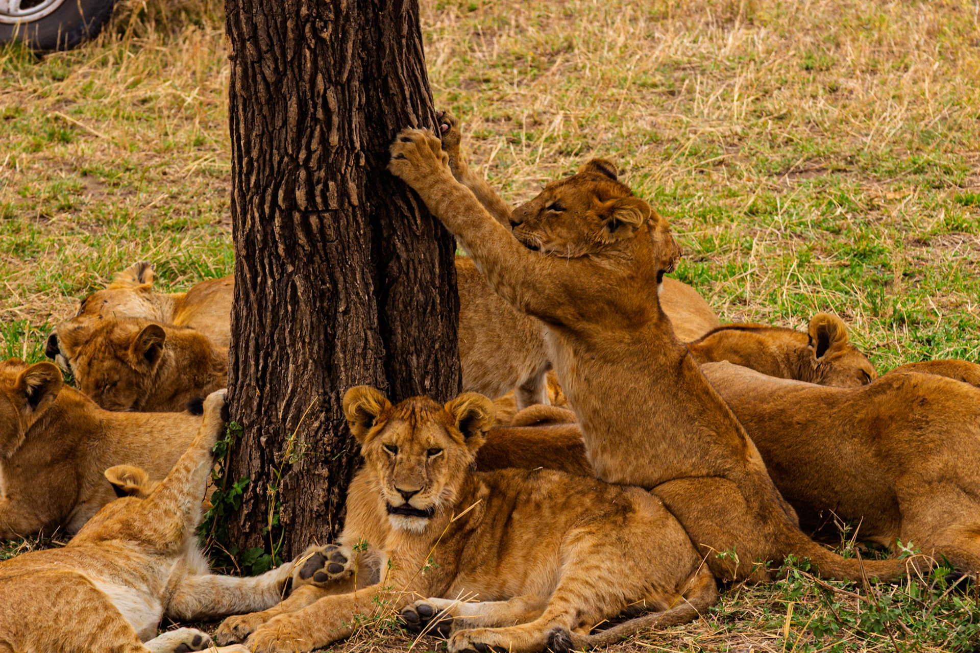 Lion cubs play near a tree in Tanzania's Serengeti National Park. One cub scratches the tree while others rest.