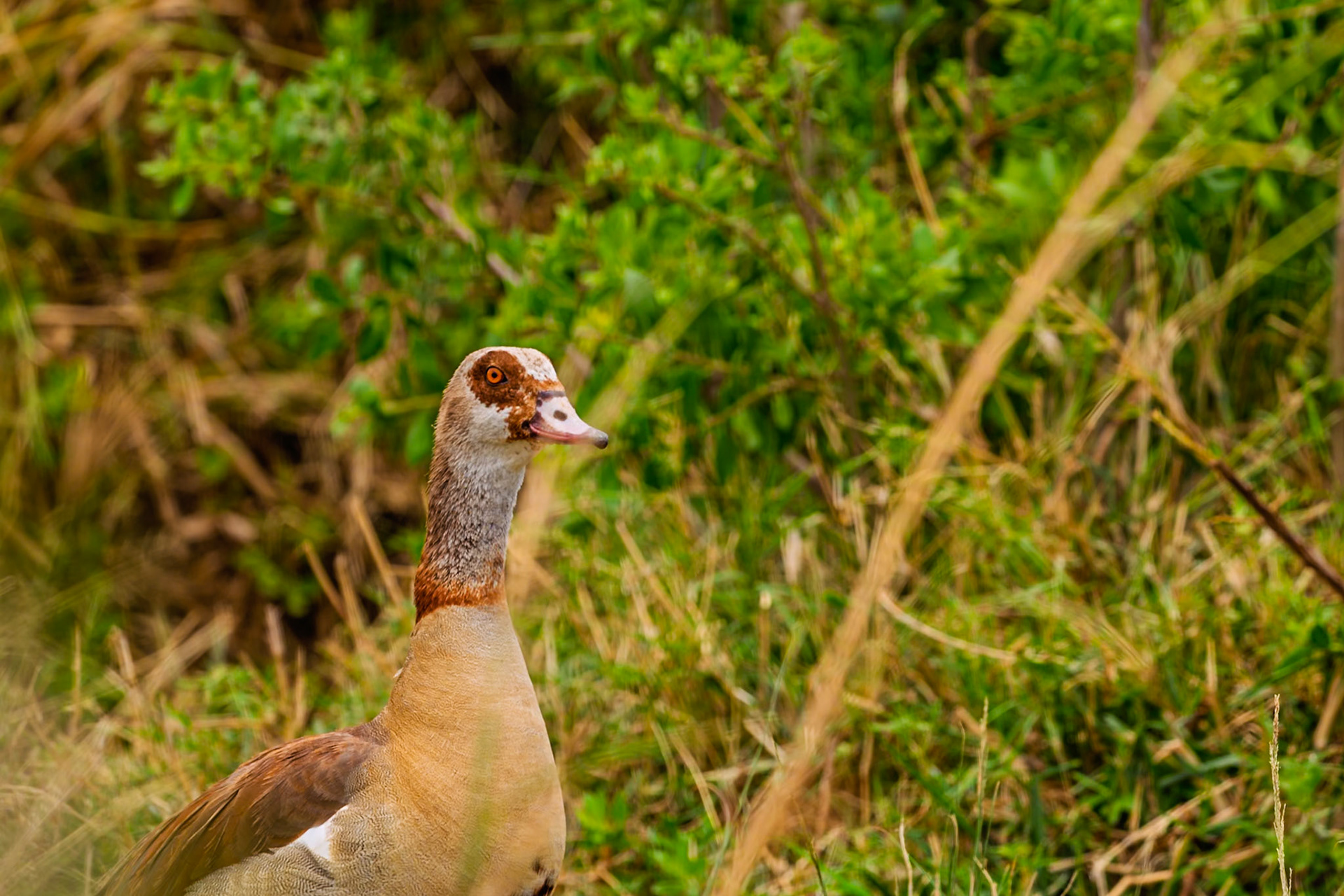 An Egyptian goose stands alert in Serengeti National Park, Tanzania, blending with the green and brown vegetation.