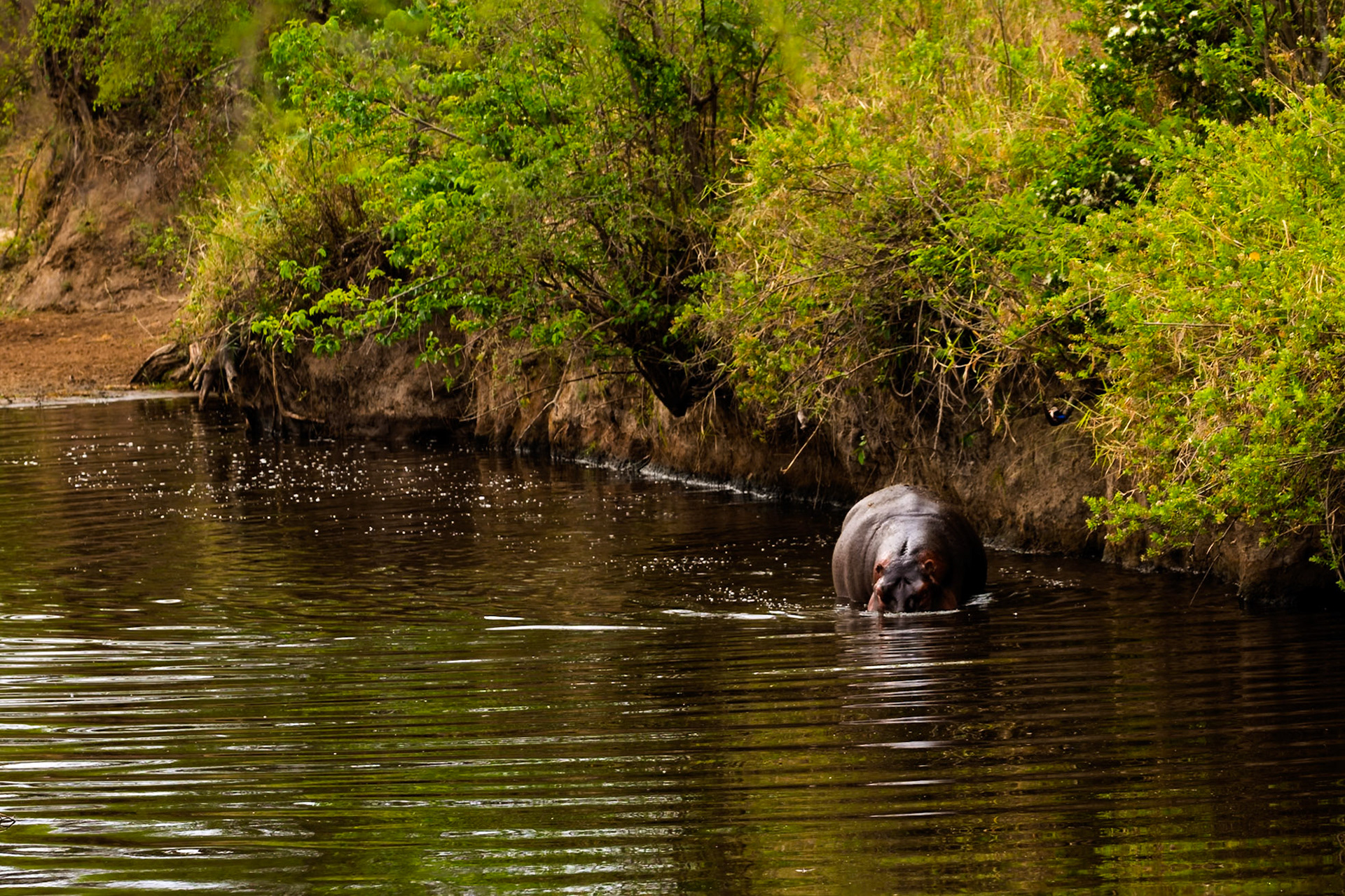 A hippo cools off in the water in Serengeti National Park, Tanzania. They do this to keep their skin from drying out in the hot sun.