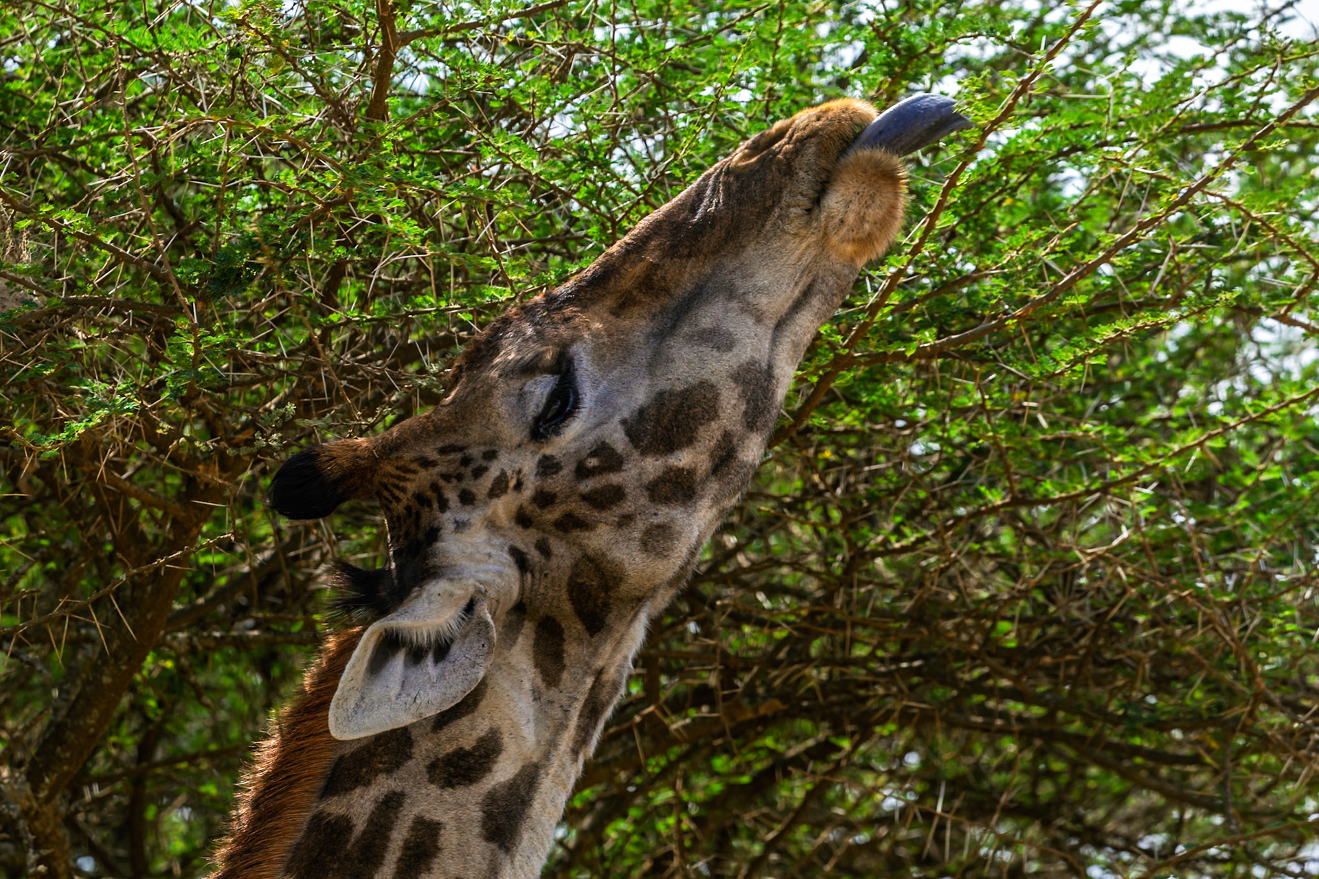 A giraffe in Serengeti National Park, Tanzania, uses its long tongue to reach leaves on a thorny tree for food.