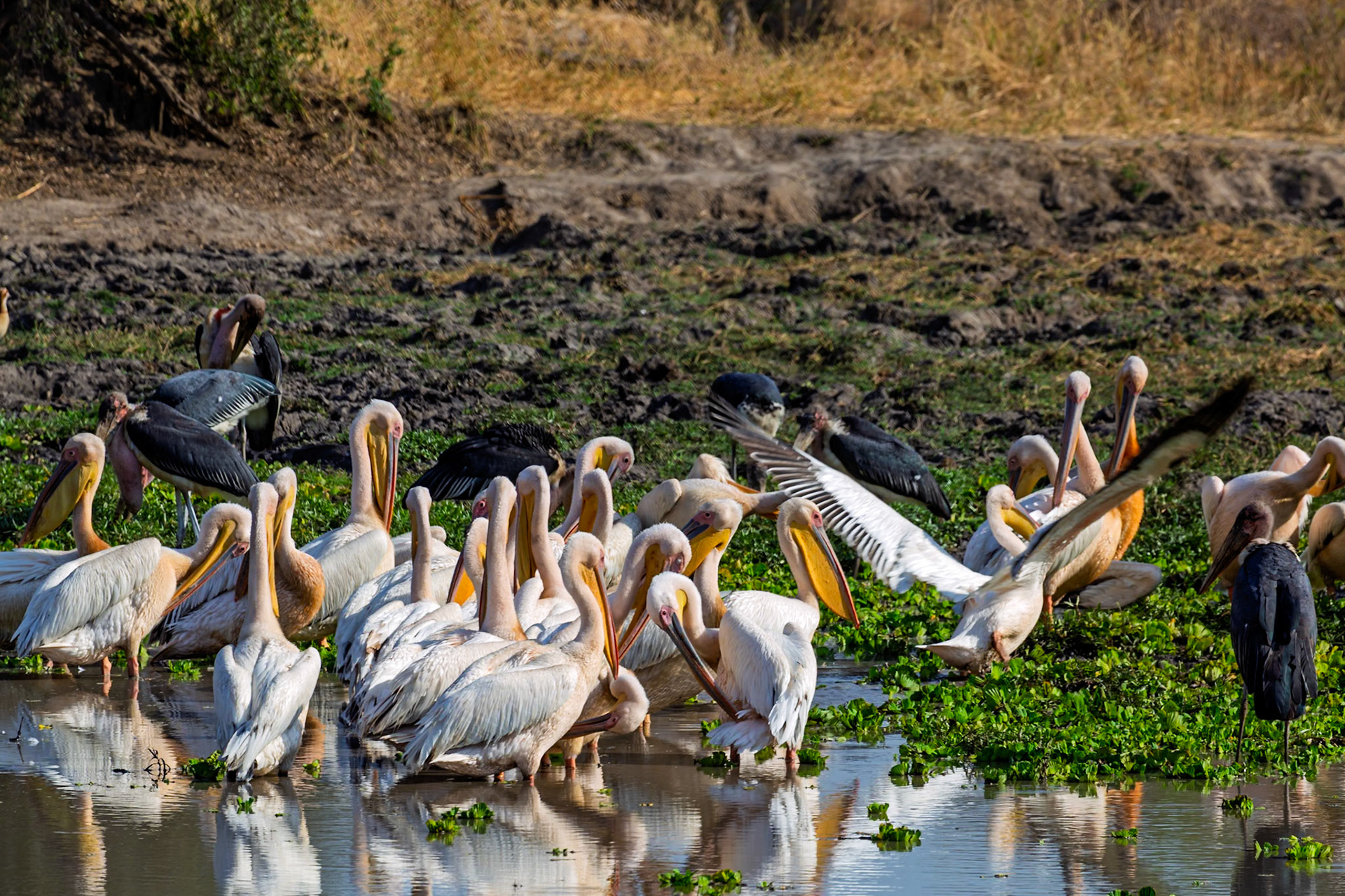 A flock of Great White Pelicans and Marabou Storks gather in a watering hole in Tarangire National Park, Tanzania.