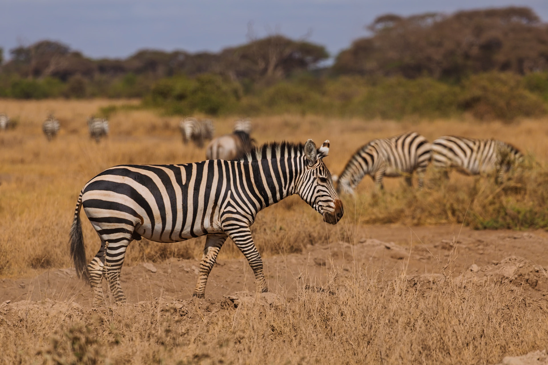 A zebra walks through Amboseli National Park in Kenya, grazing with its herd.