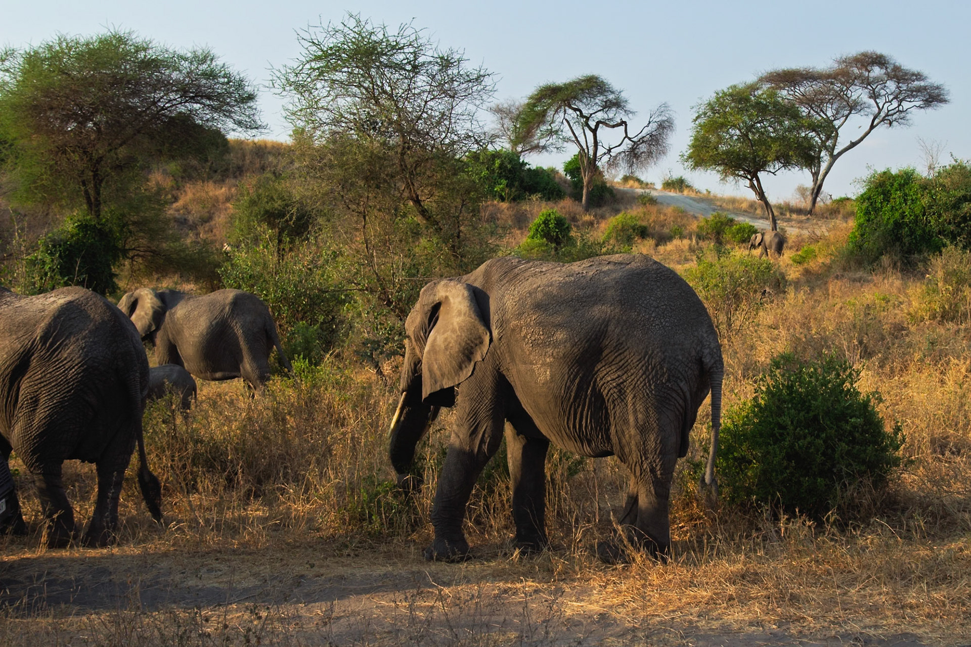 African elephants, including a calf, move through the dry savanna of Tarangire National Park, Tanzania, likely foraging.
