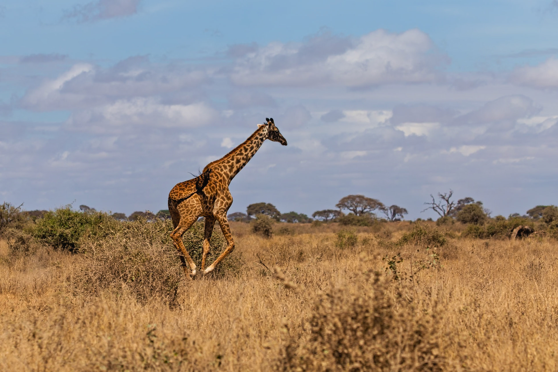 A giraffe gallops across the plains of Amboseli National Park in Kenya, its long legs carrying it swiftly through the dry grass.