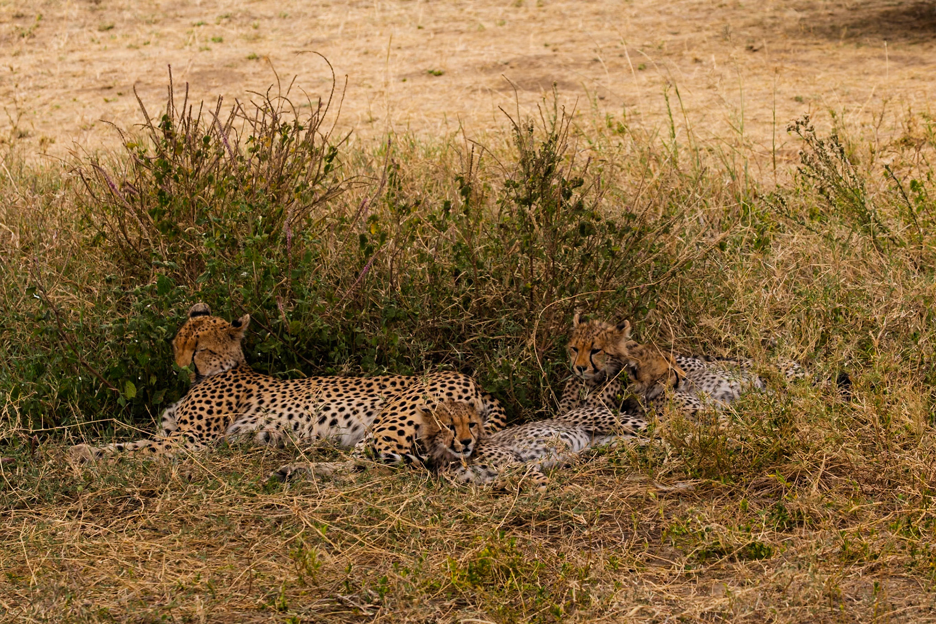 A cheetah mother rests with her cubs in the Serengeti National Park, Tanzania, seeking shade from the sun.