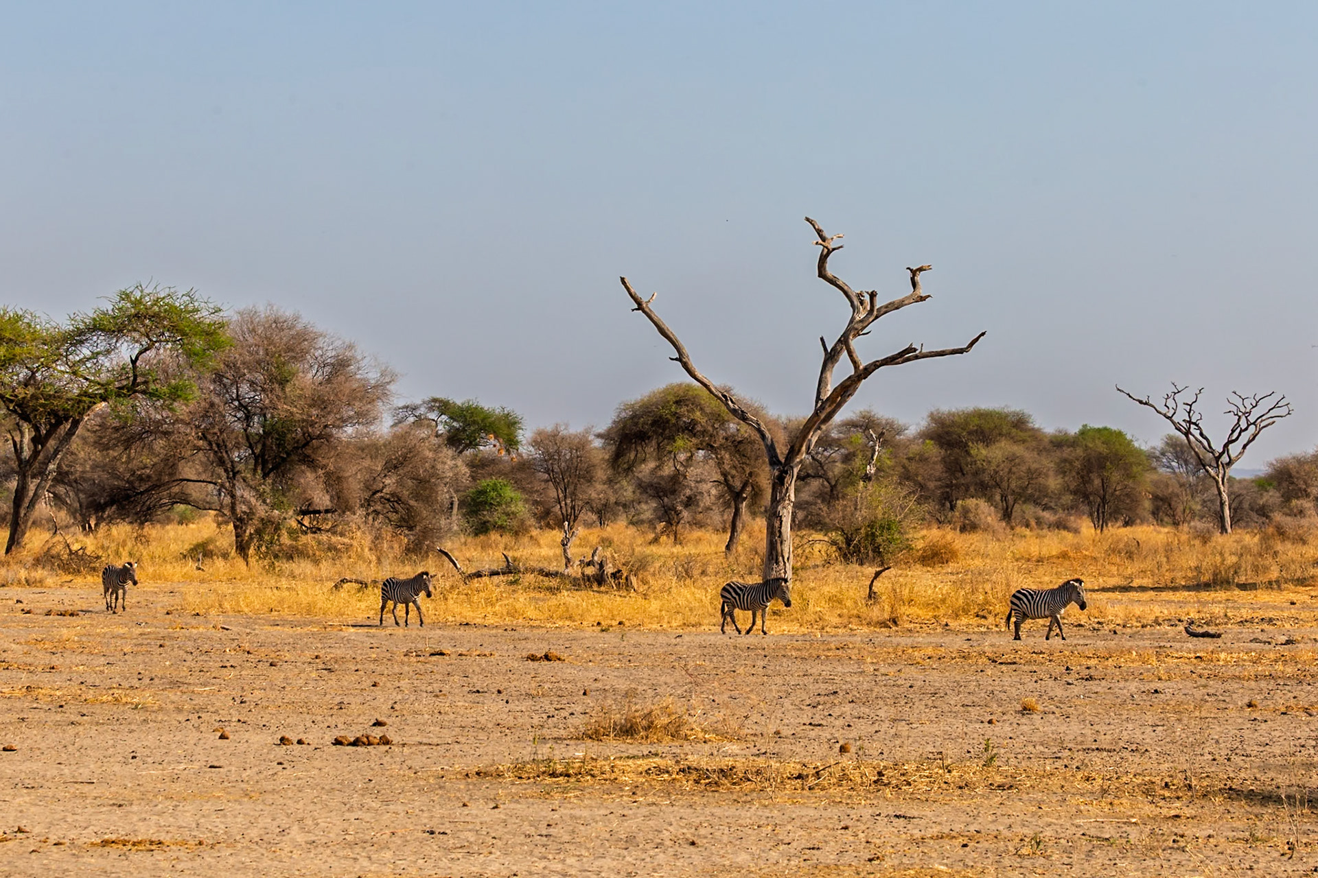 A dazzle of zebras traverse the arid landscape of Tanzania's Tarangire National Park, seeking sustenance under the African sun.