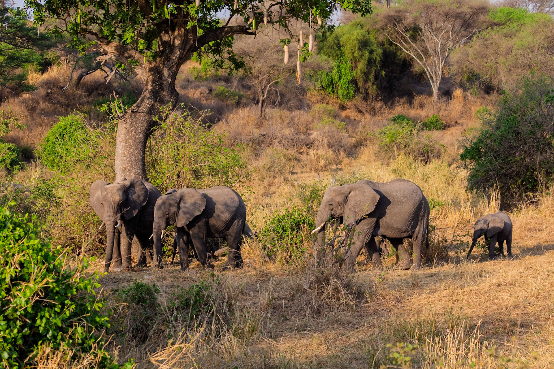 A family of elephants, including a calf, forages for food in the dry grasslands of Tarangire National Park, Tanzania.