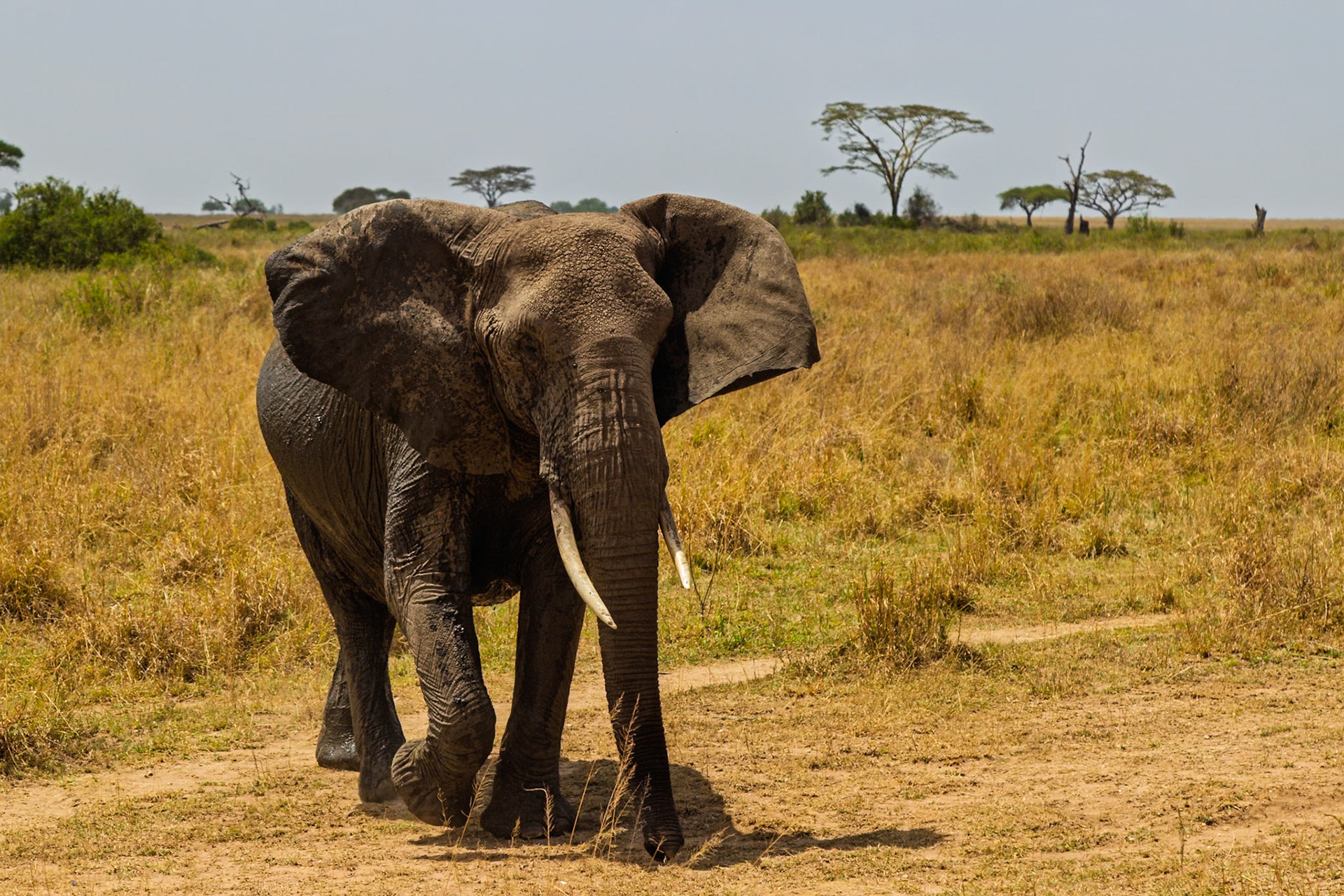 An elephant walks through the Serengeti National Park in Tanzania, likely searching for food or water.