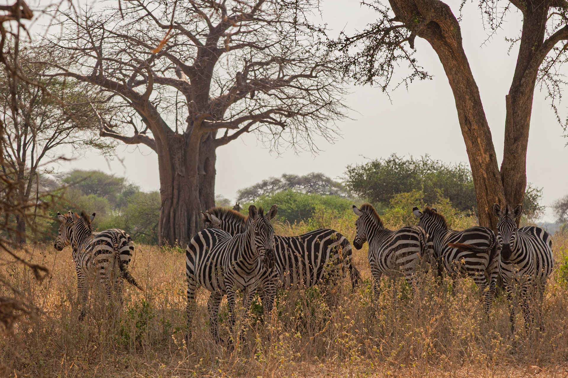 Zebras stand in tall grass under baobab trees in Tarangire National Park, Tanzania, enjoying their natural habitat.