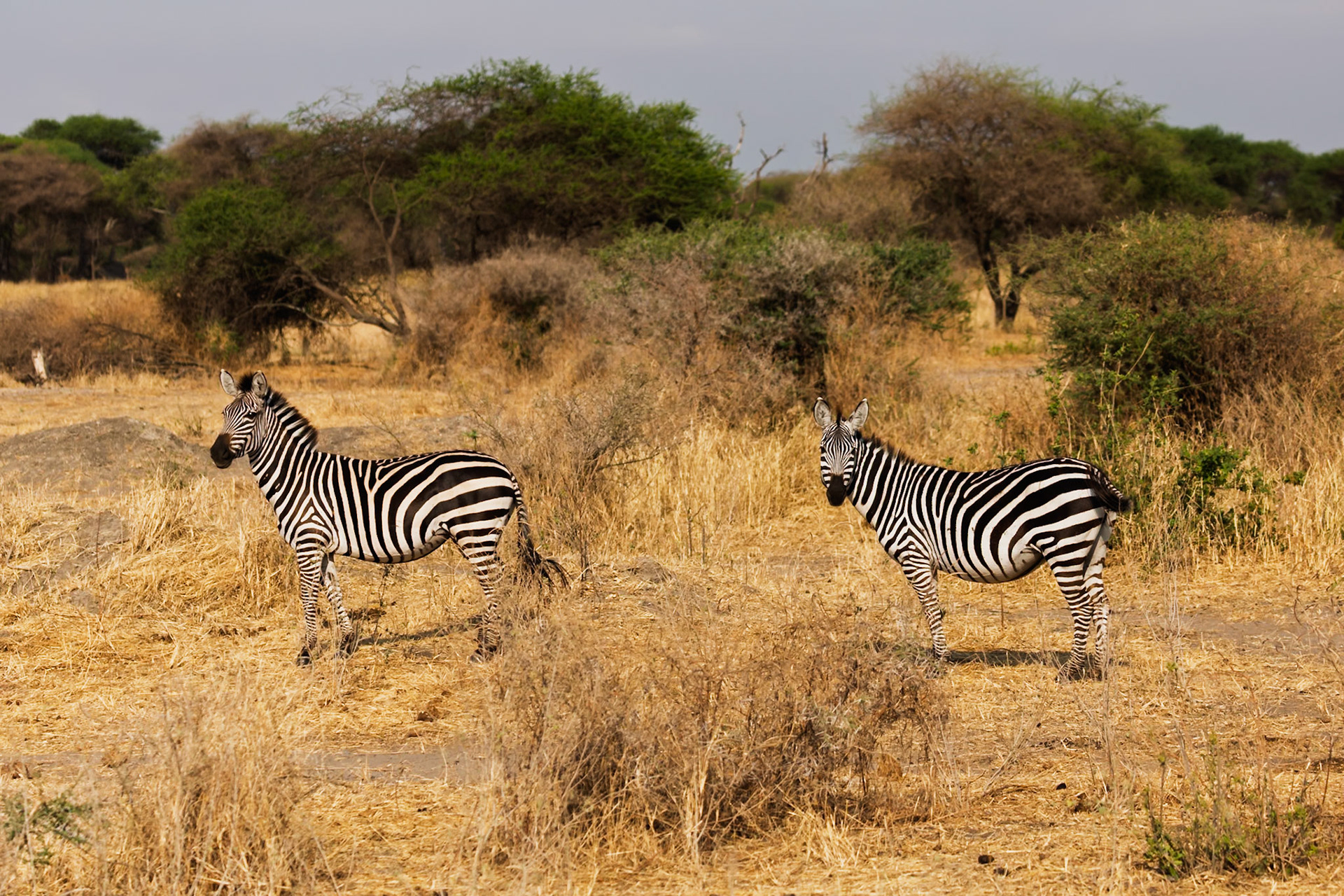 Two zebras stand in the dry savanna of Tarangire National Park, Tanzania, part of their daily life in the African wilderness.