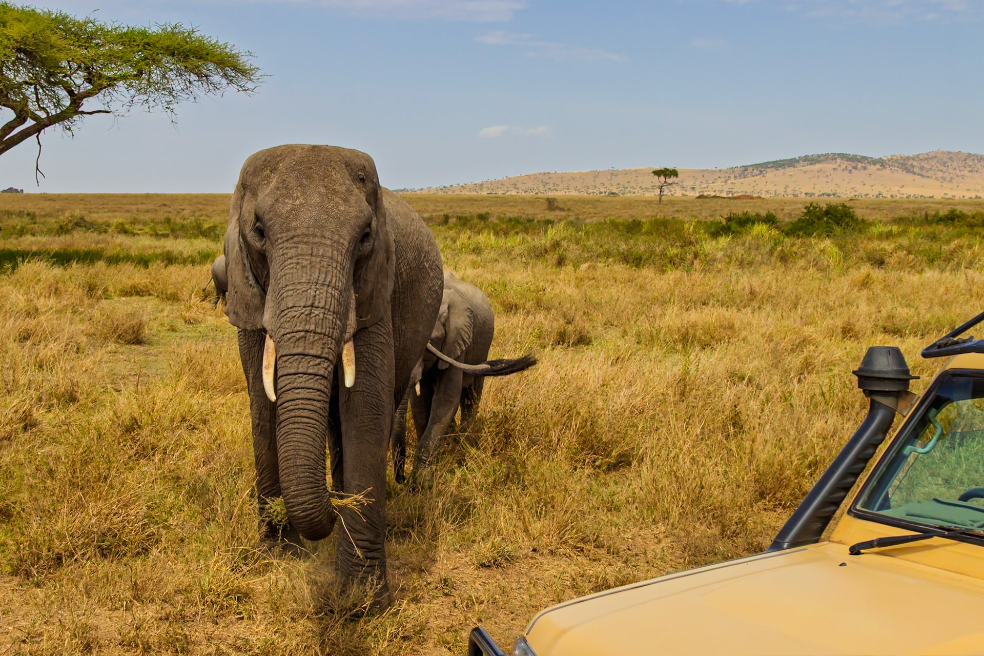 A safari jeep observes an elephant and its calf in Serengeti National Park, Tanzania. They are grazing in the tall grass.