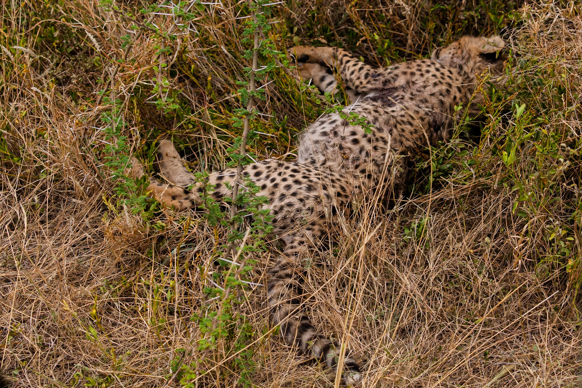 A cheetah rests camouflaged in the tall grasses of Tanzania's Serengeti National Park, blending seamlessly with its surroundings.