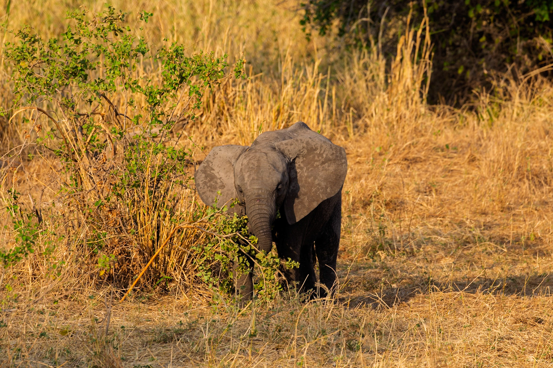 A baby elephant eats green leaves from a bush in Tarangire National Park, Tanzania, for sustenance.