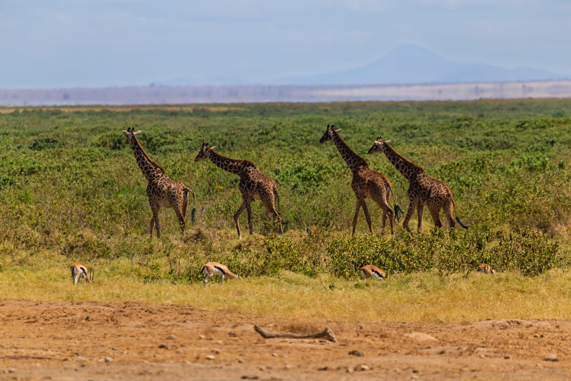 Giraffes graze in Amboseli National Park, Kenya, with Thomson's gazelles nearby. They coexist in the savanna ecosystem.