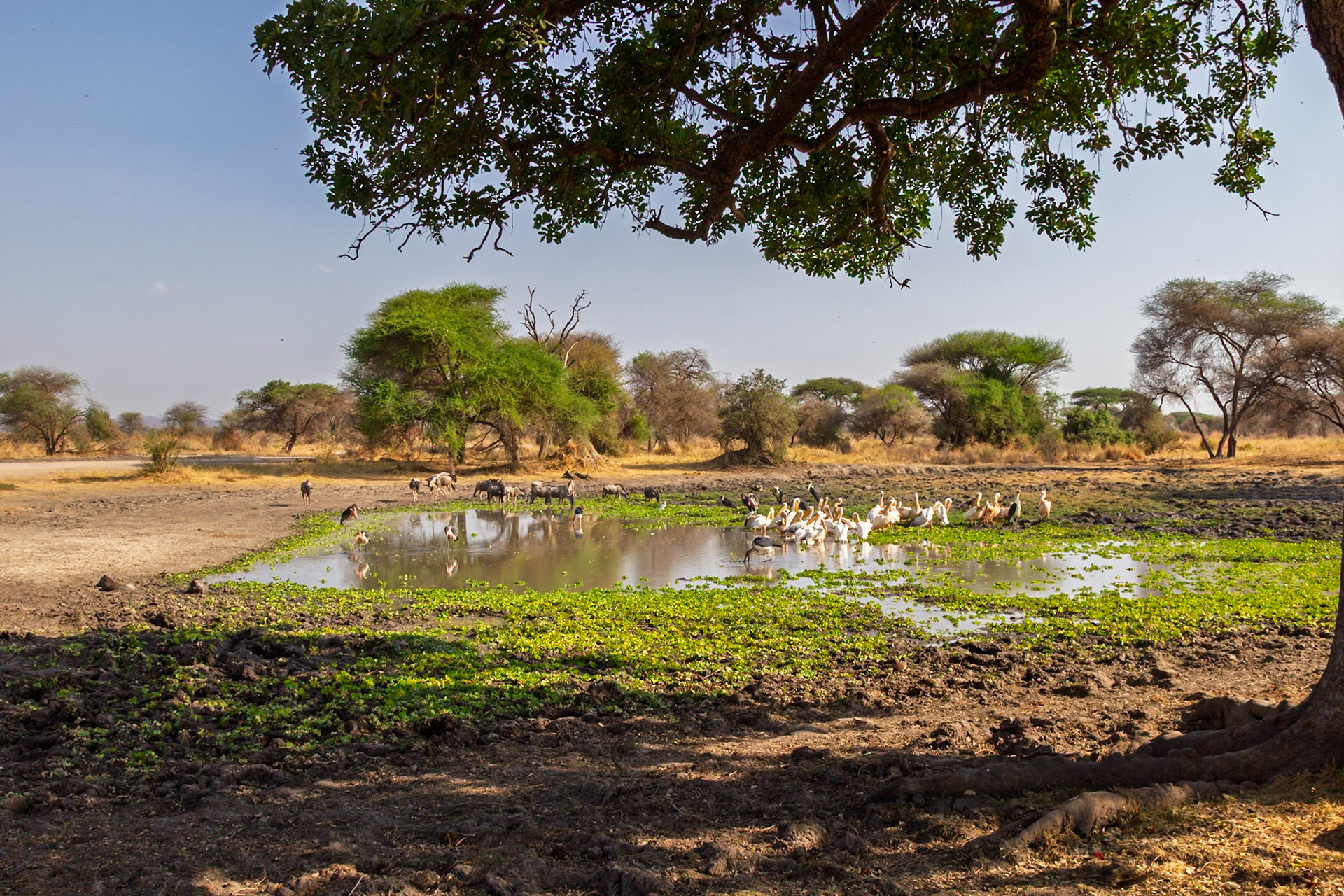 A diverse group of birds gather at a watering hole in Tarangire National Park, Tanzania, seeking refreshment and sustenance.