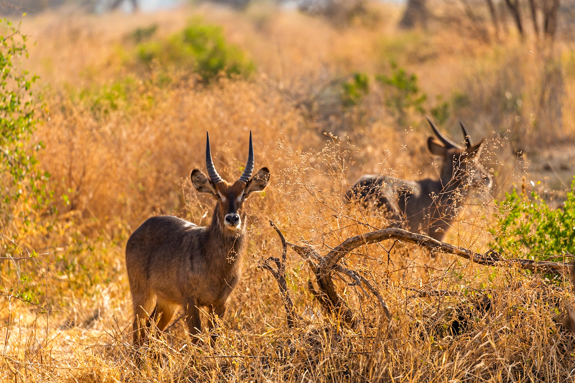 Two Waterbuck graze in the tall, dry grasses of Tarangire National Park, Tanzania, seeking sustenance in the golden landscape.