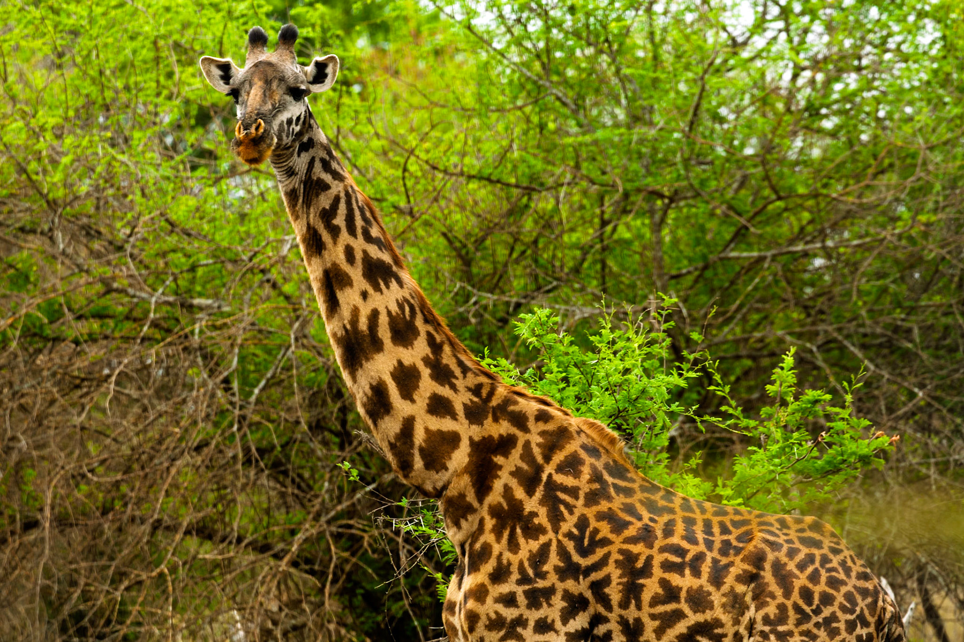 A giraffe is eating leaves in Serengeti National Park, Tanzania. It is eating to survive.