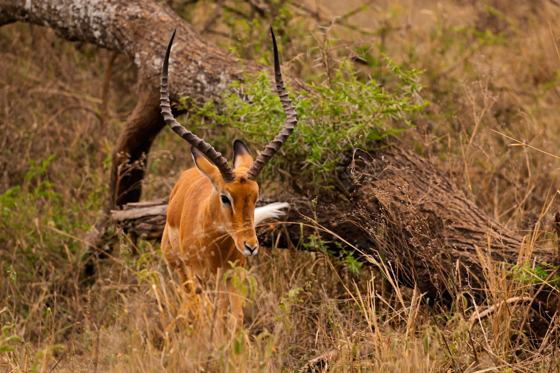 An Impala in Serengeti National Park, Tanzania, is walking through the tall grass, likely searching for food or a safe place to rest.