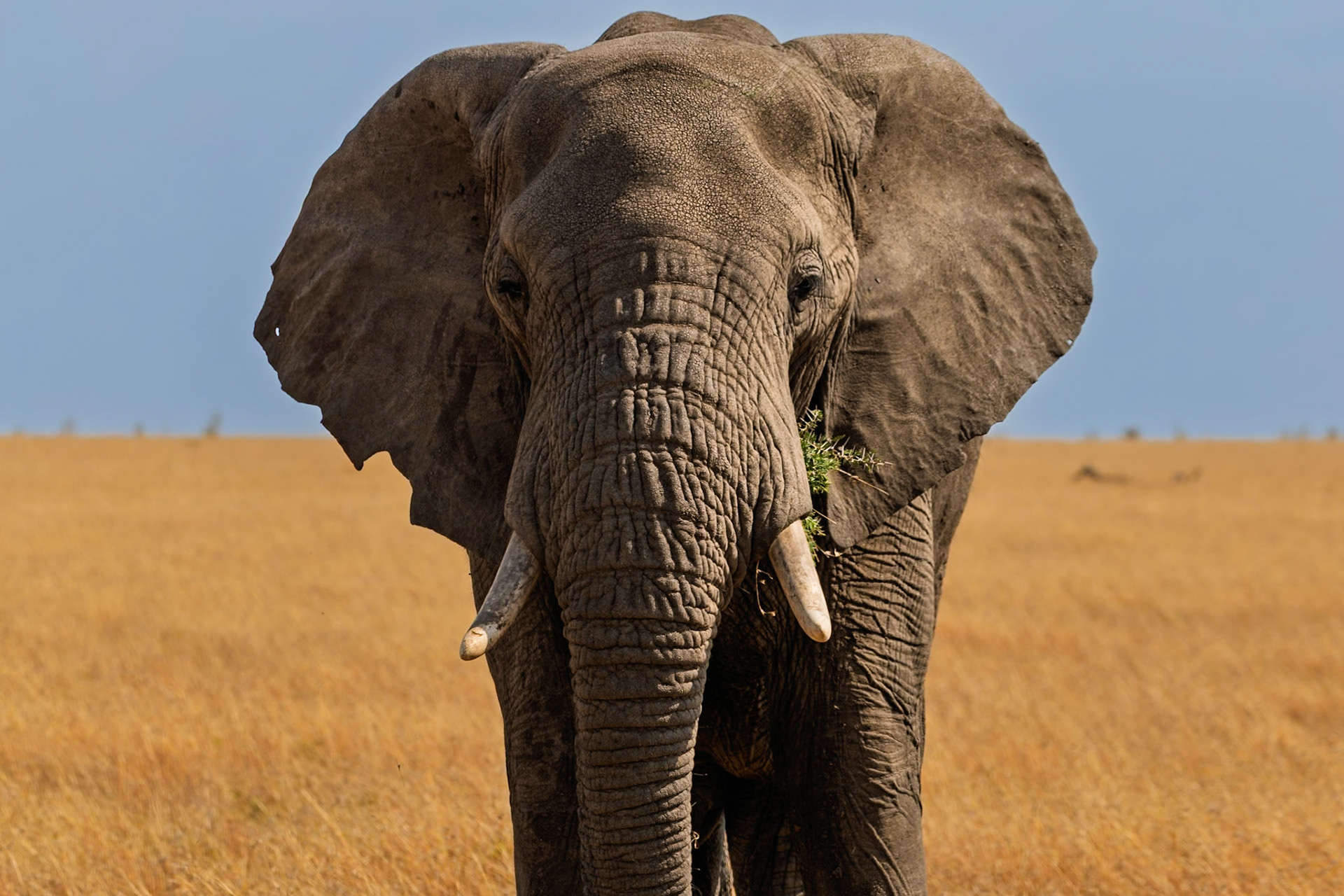 An elephant is eating in the Serengeti National Park, Tanzania. The elephant is eating to survive.