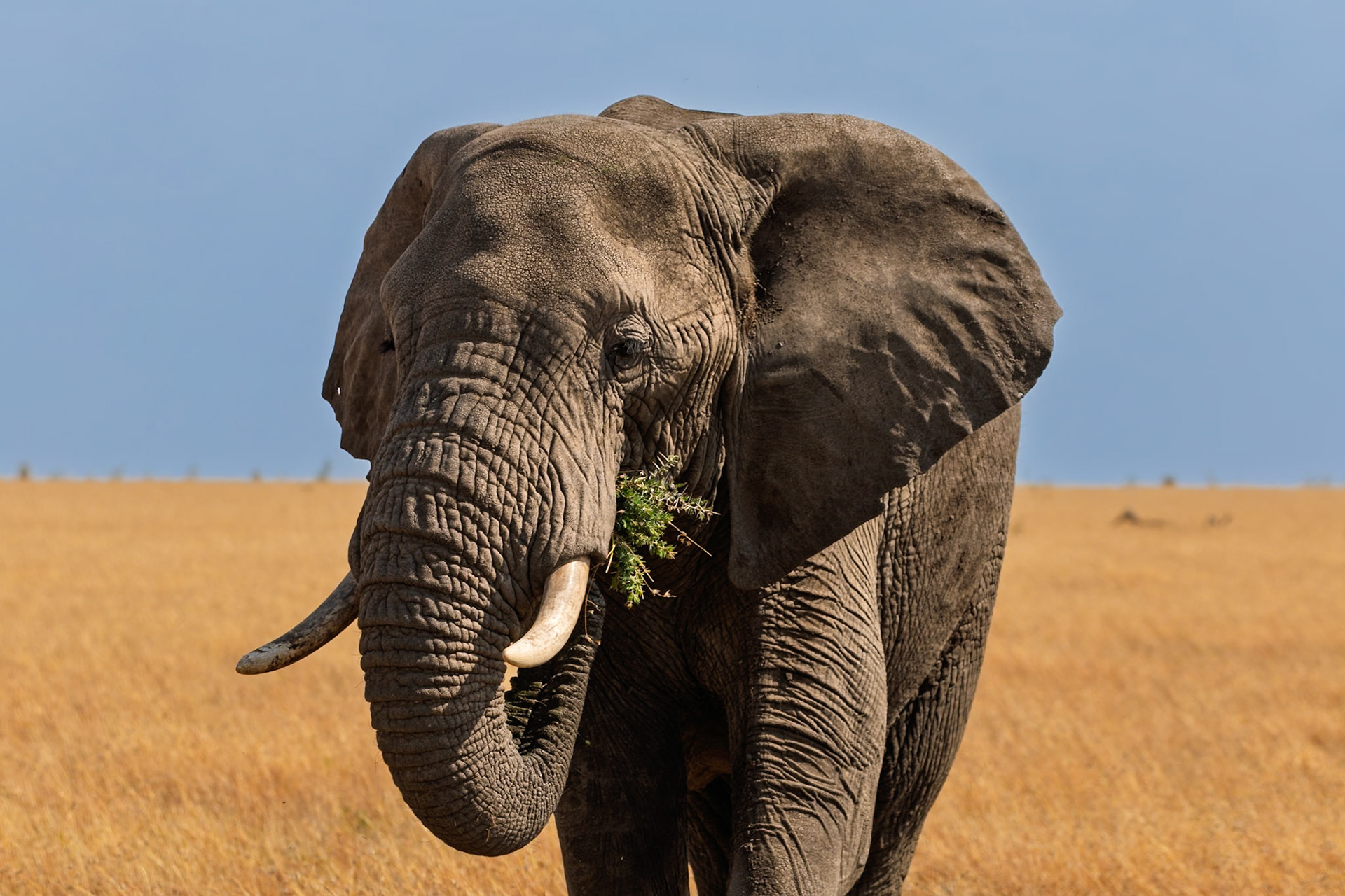 An elephant in Tanzania's Serengeti National Park is eating some greenery, likely to get the nutrients it needs to survive.