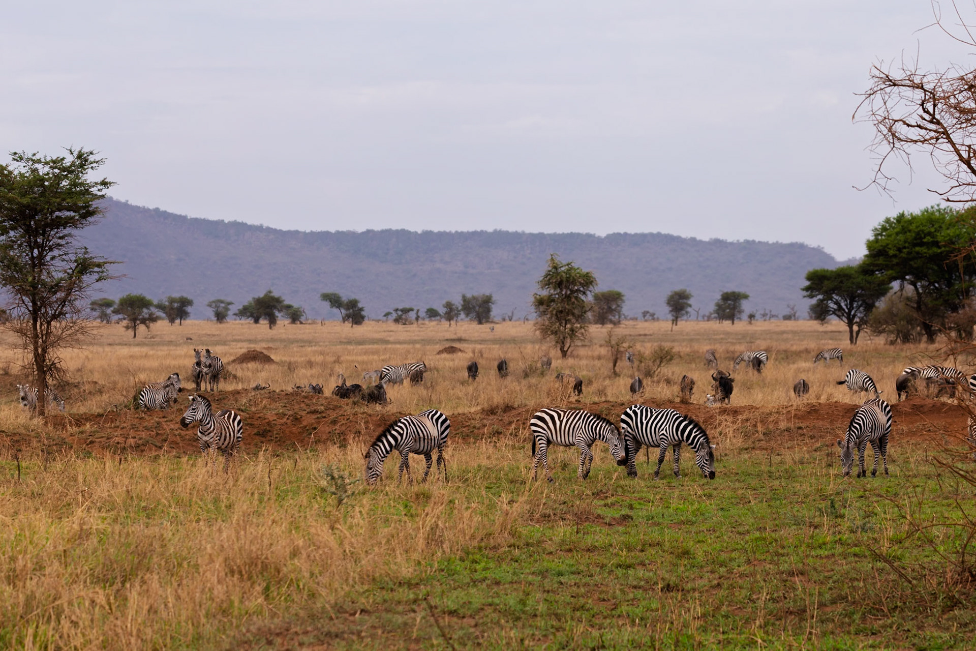 Zebras graze in Serengeti National Park, Tanzania. They eat to survive in their natural habitat.