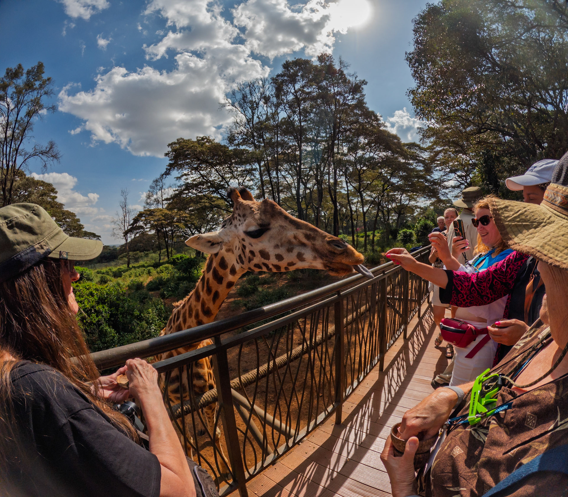 Tourists at Giraffe Center in Kenya hand-feeding a giraffe. They are enjoying a close encounter with wildlife and capturing the moment.
