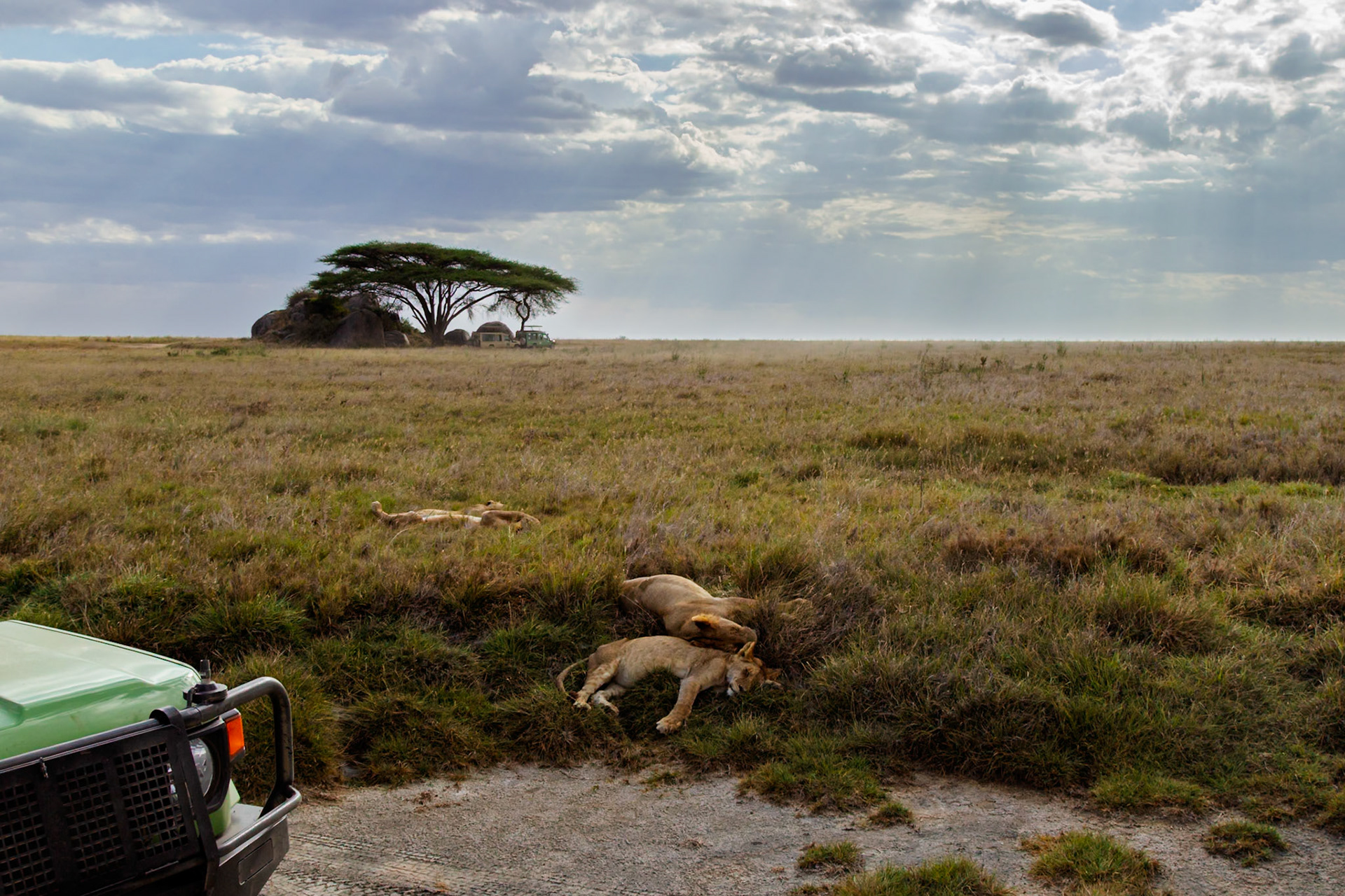 Lions rest in Serengeti National Park, Tanzania. Tourists observe from a safari vehicle, witnessing the lions' natural behavior.