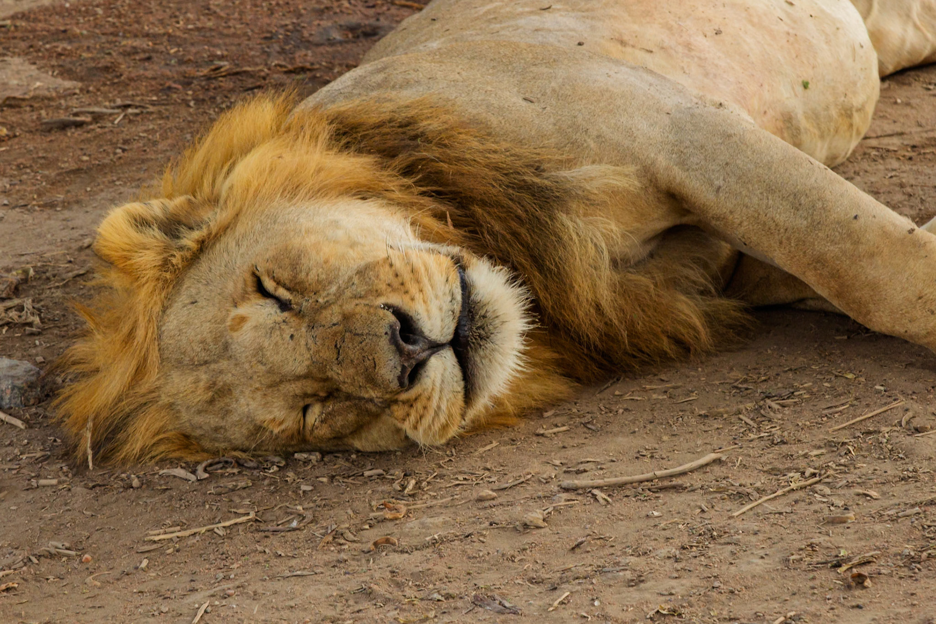 A male lion takes a nap in Serengeti National Park, Tanzania. Lions sleep up to 20 hours a day to conserve energy for hunting.