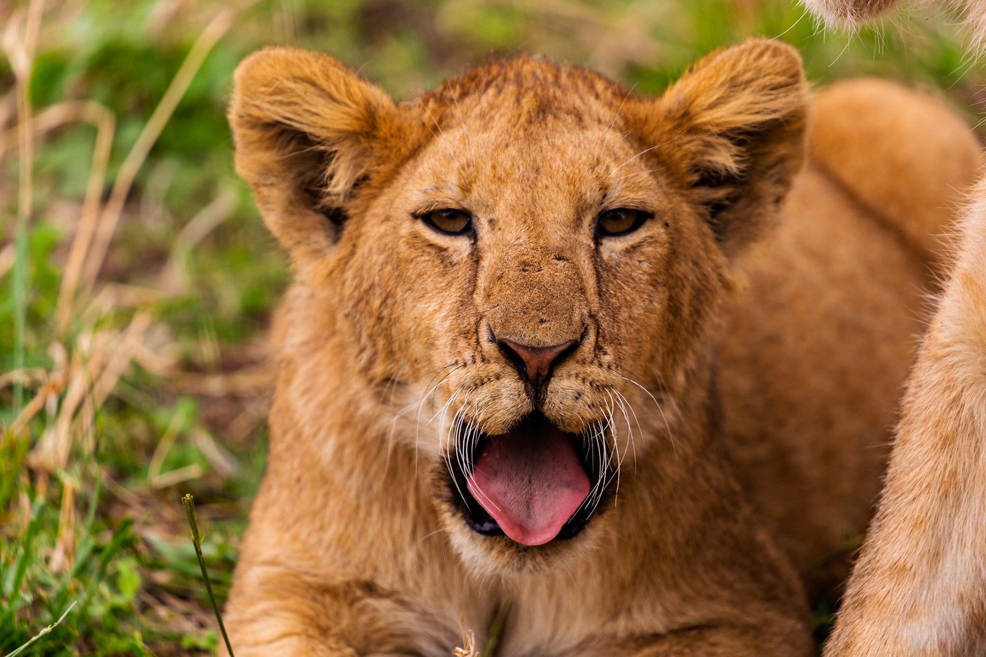 A lion cub yawns in Tanzania's Serengeti National Park. The cub is likely resting after playing or eating.