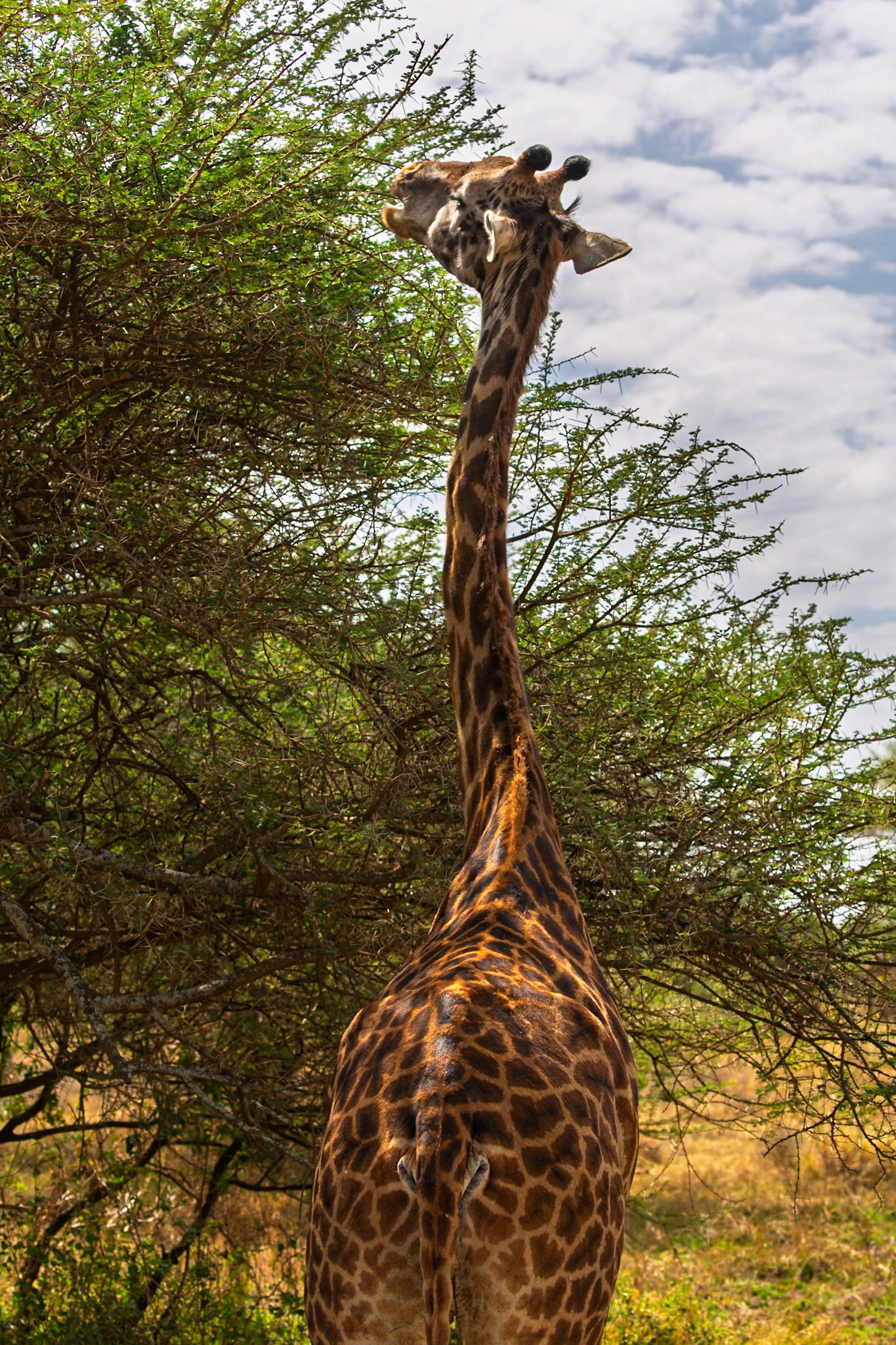 A giraffe munches on leaves in Serengeti National Park, Tanzania. It's eating to survive in its natural habitat.