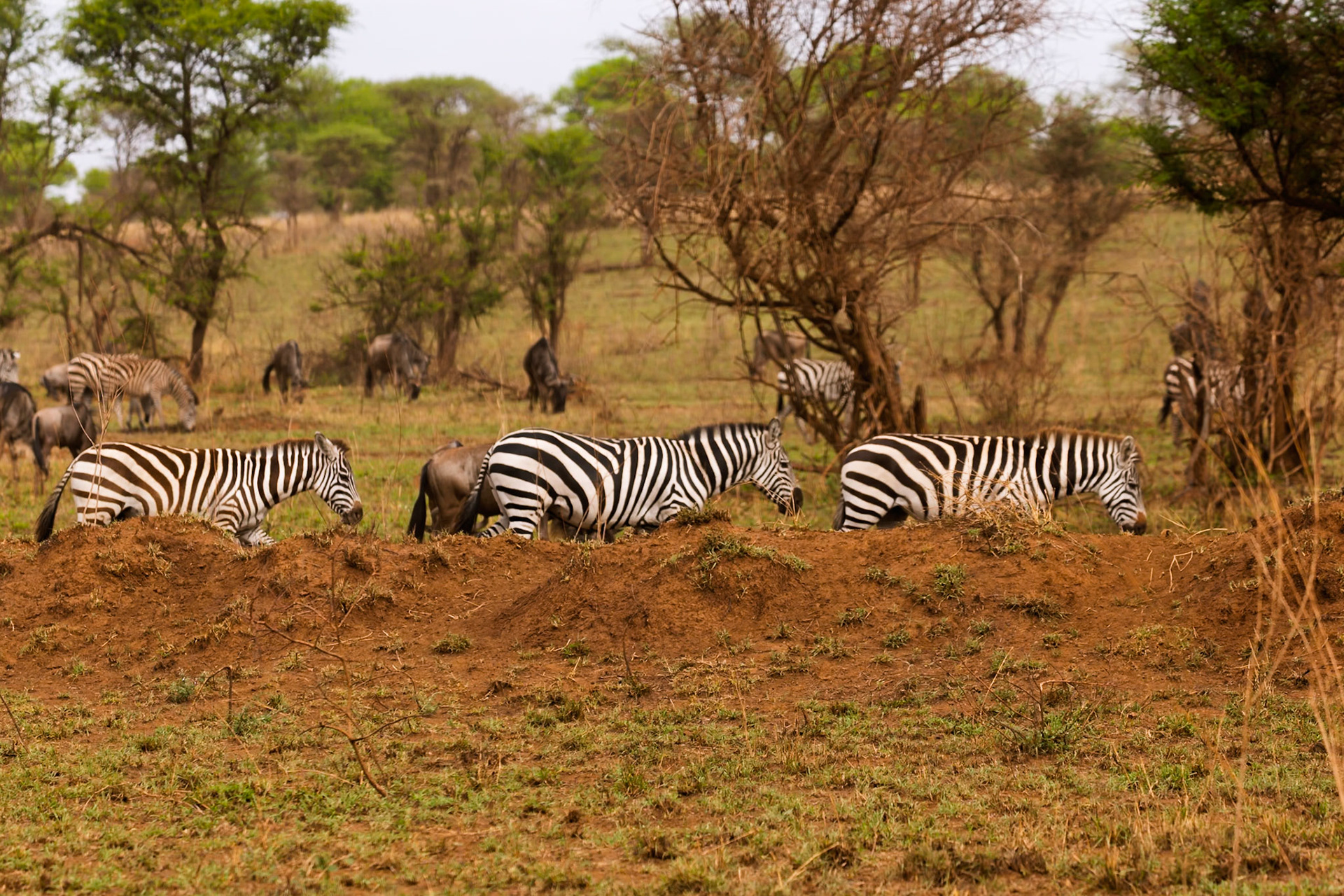 Zebras graze in Serengeti National Park, Tanzania, alongside wildebeest. They are eating grass to survive.