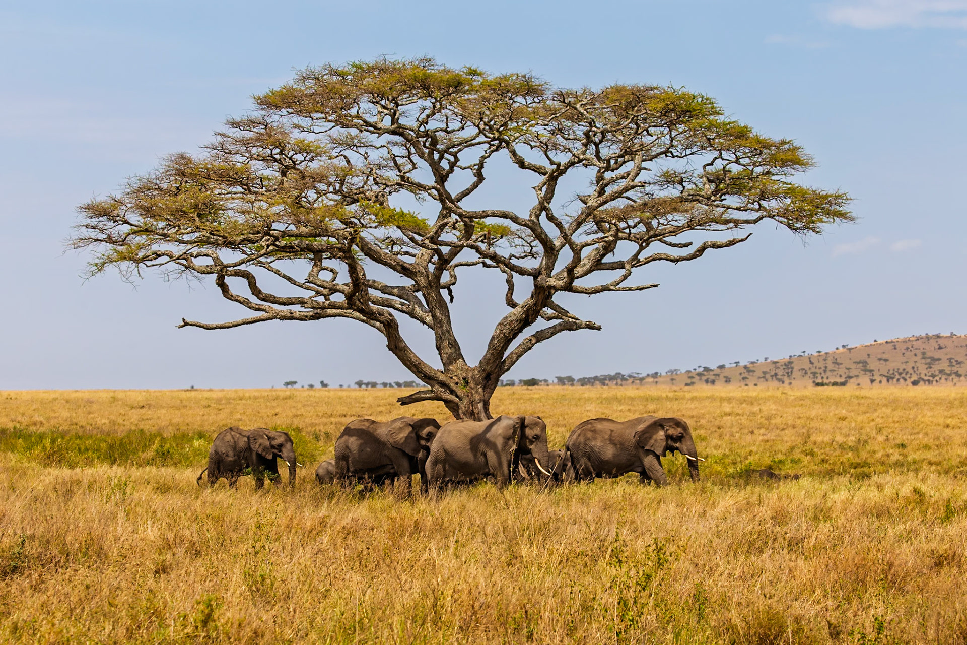 A herd of elephants graze in the Serengeti National Park, Tanzania, seeking shade under an acacia tree.