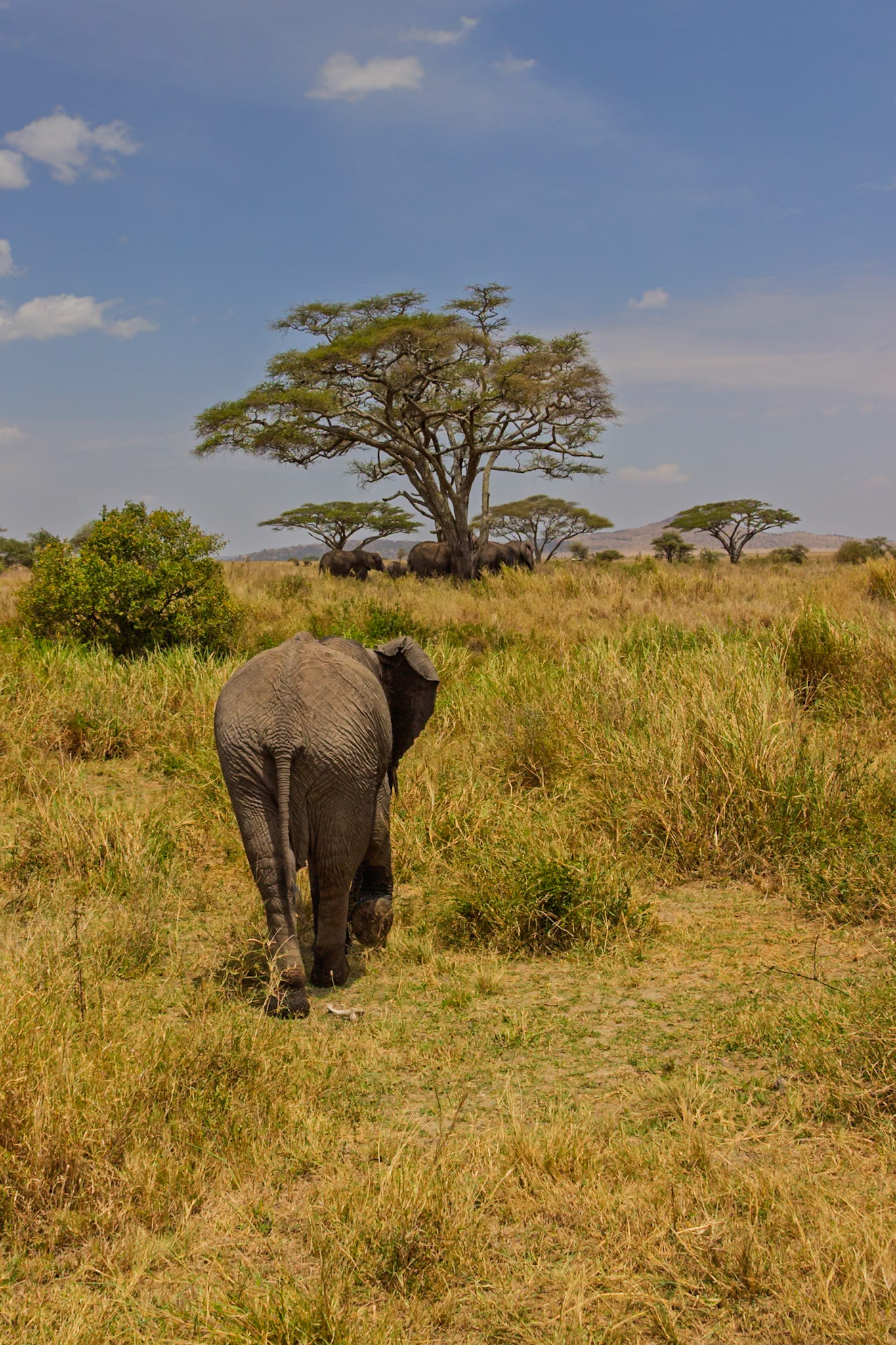 An elephant walks through the Serengeti National Park in Tanzania, likely searching for food or water.