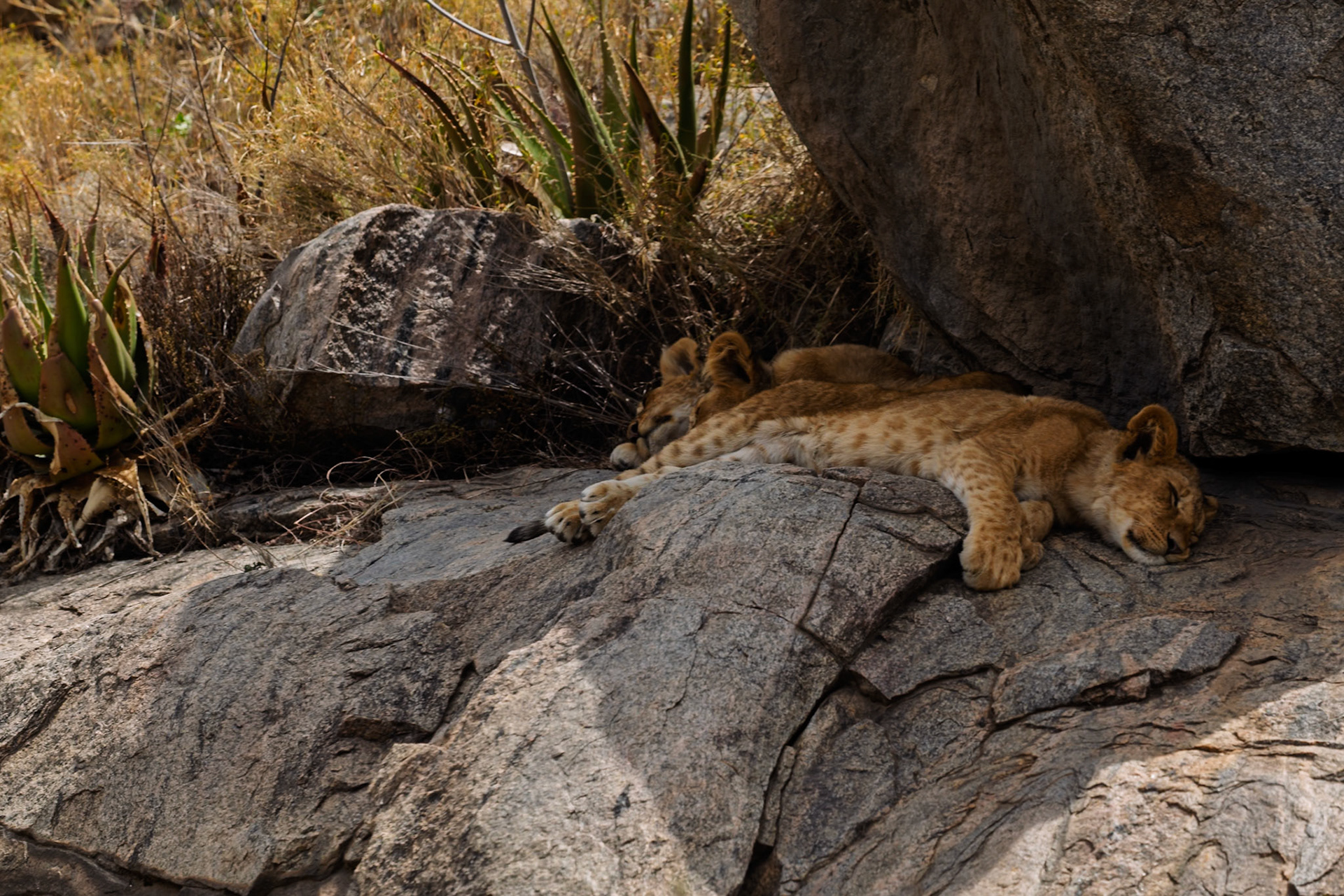 Lion cubs nap on rocks in Tanzania's Serengeti National Park. They rest to conserve energy for future hunts and play.