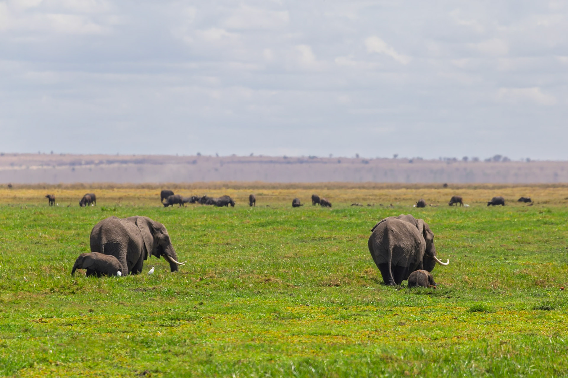 Elephants graze with their young in Amboseli National Park, Kenya, showcasing the natural beauty and wildlife of the region.