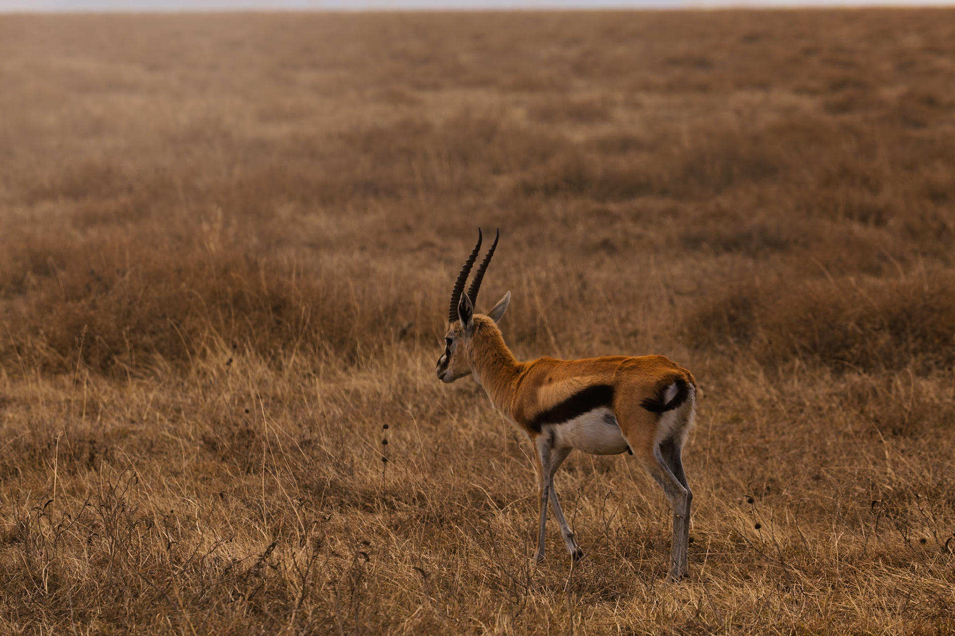 A Thomson's gazelle grazes in Serengeti National Park, Tanzania. These gazelles are known for their speed and agility.