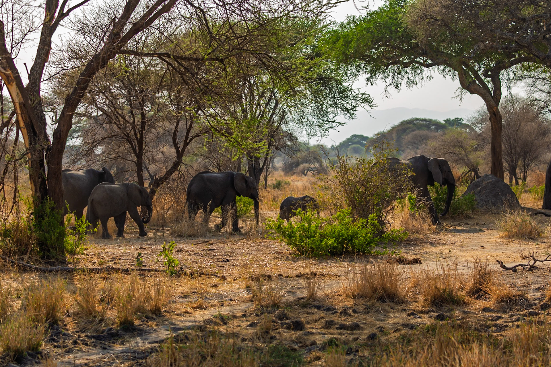 A family of elephants forage for food in Tarangire National Park, Tanzania. They are eating to sustain themselves.