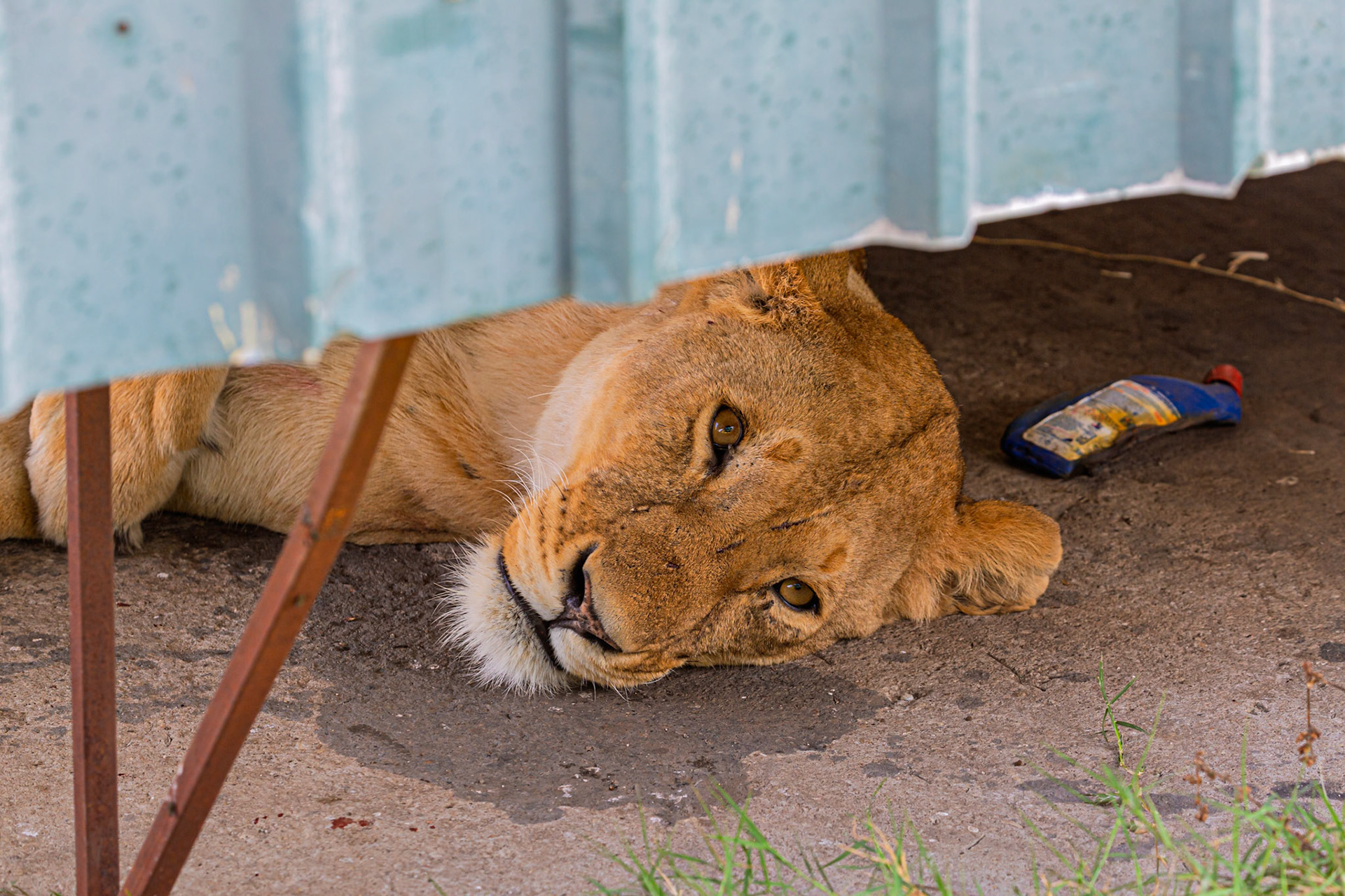 A lioness rests in the shade in Serengeti National Park, Tanzania, seeking respite from the heat.