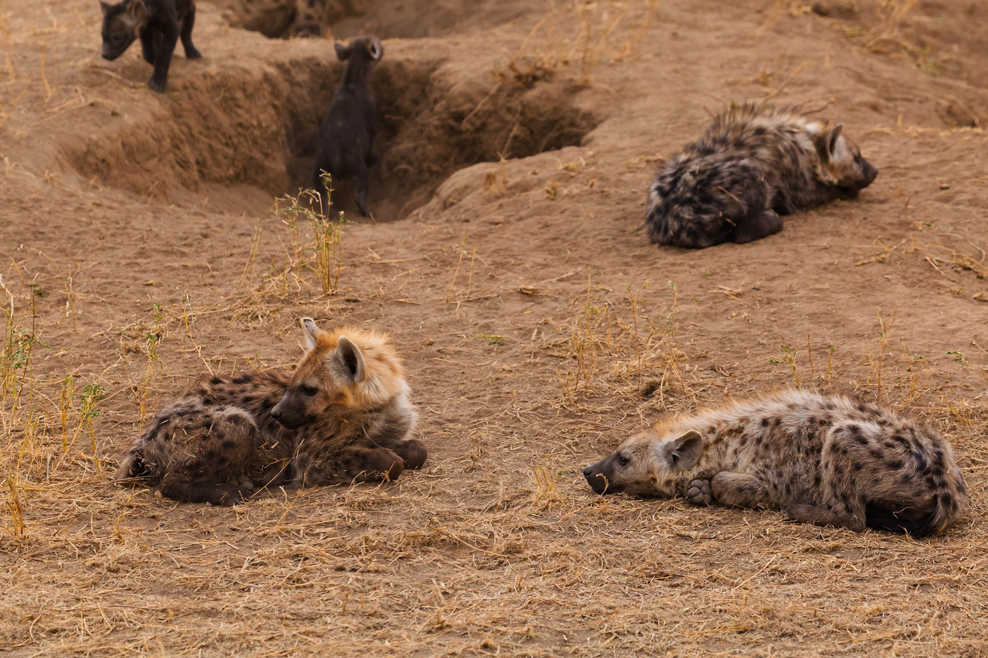 Spotted hyena adults rest near their den as their cubs play in Serengeti National Park, Tanzania. They are resting to conserve energy.