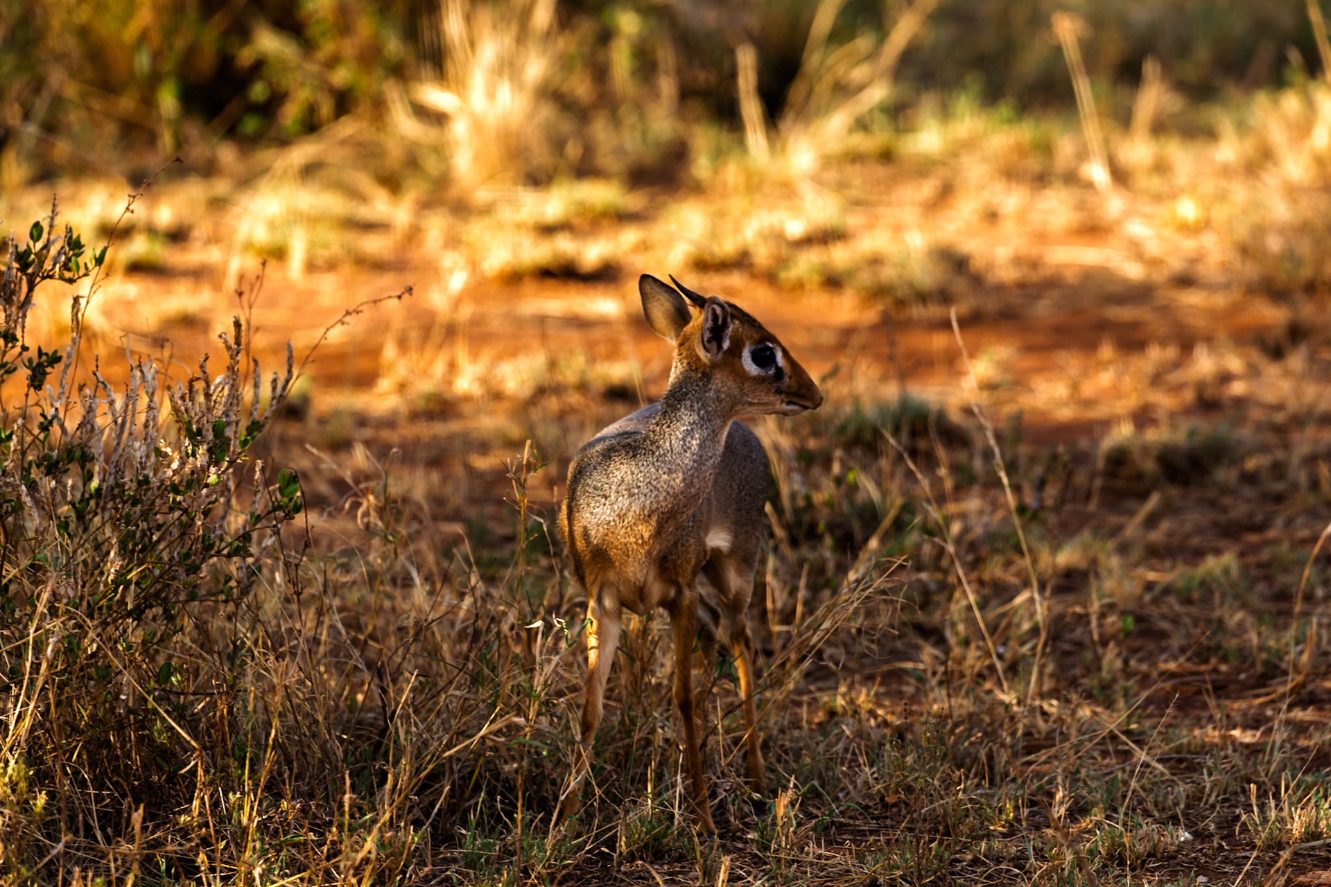 A Dik-dik stands alert in Serengeti National Park, Tanzania, its small size and camouflage aiding its survival.