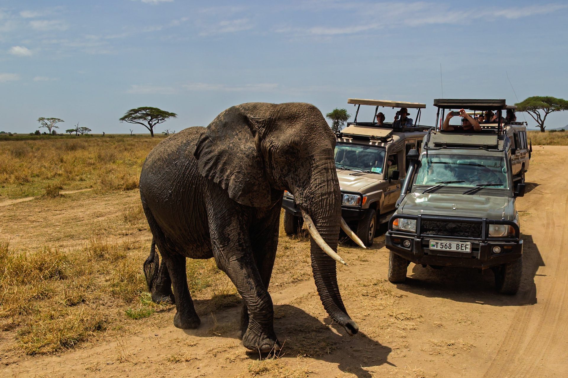 Tourists in Serengeti National Park, Tanzania, watch an elephant walk by their safari vehicles.